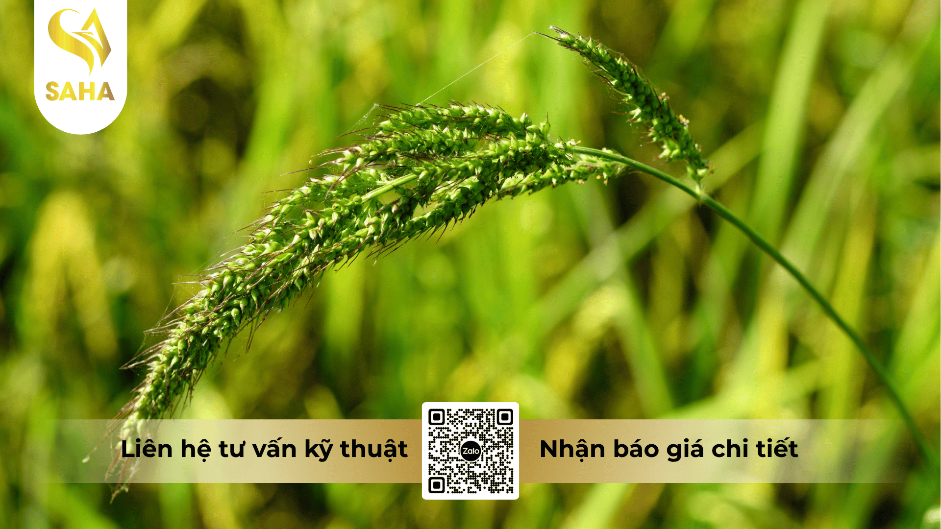 thong-tin-chung-thuoc-tru-co-buchlorsuper-600ec.png