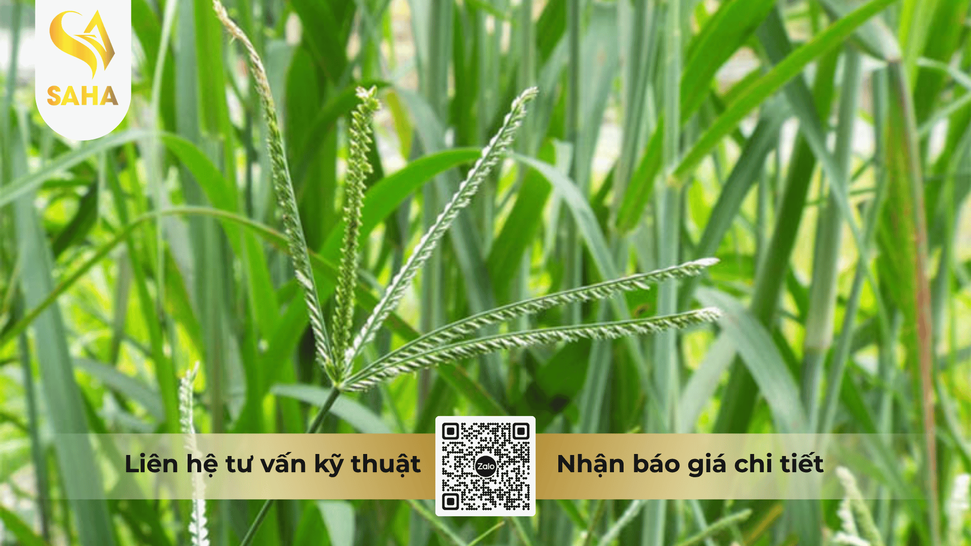cong-dung-thuoc-tru-co-buchlorsuper-600ec.png