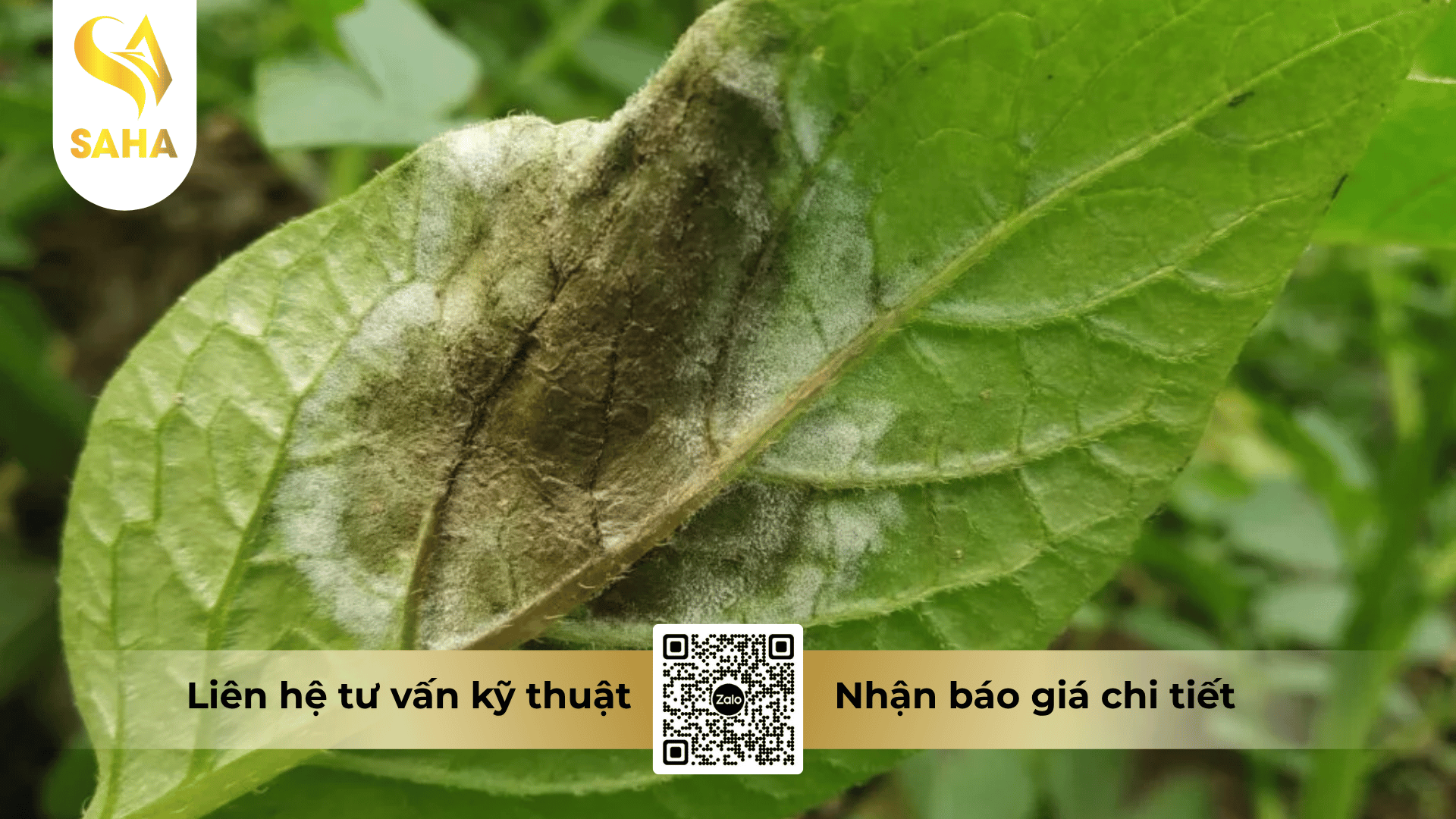 cong-dung-thuoc-tru-benh-cadilac-80wp-mau-green.png