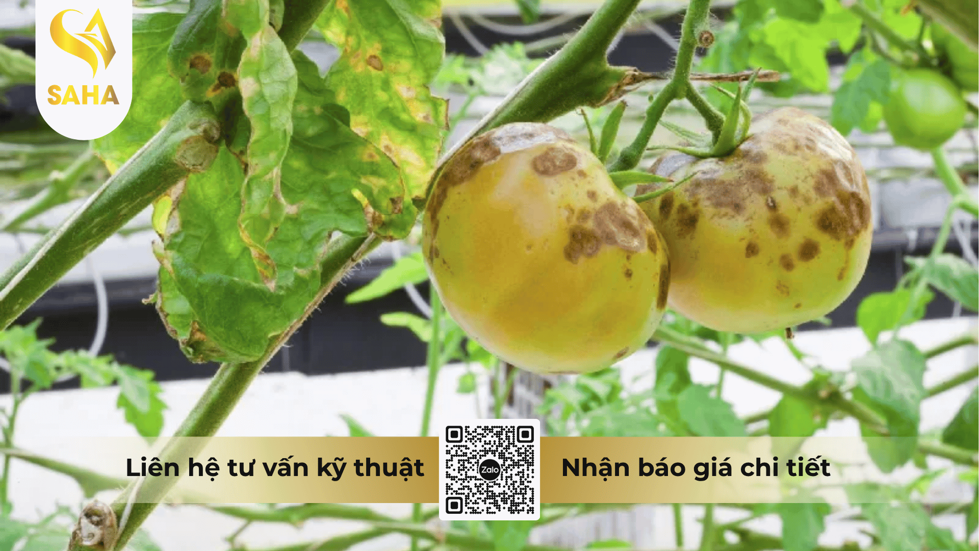 thong-tin-chung-thuoc-tru-benh-cadilac-80wp-mau-vang.png