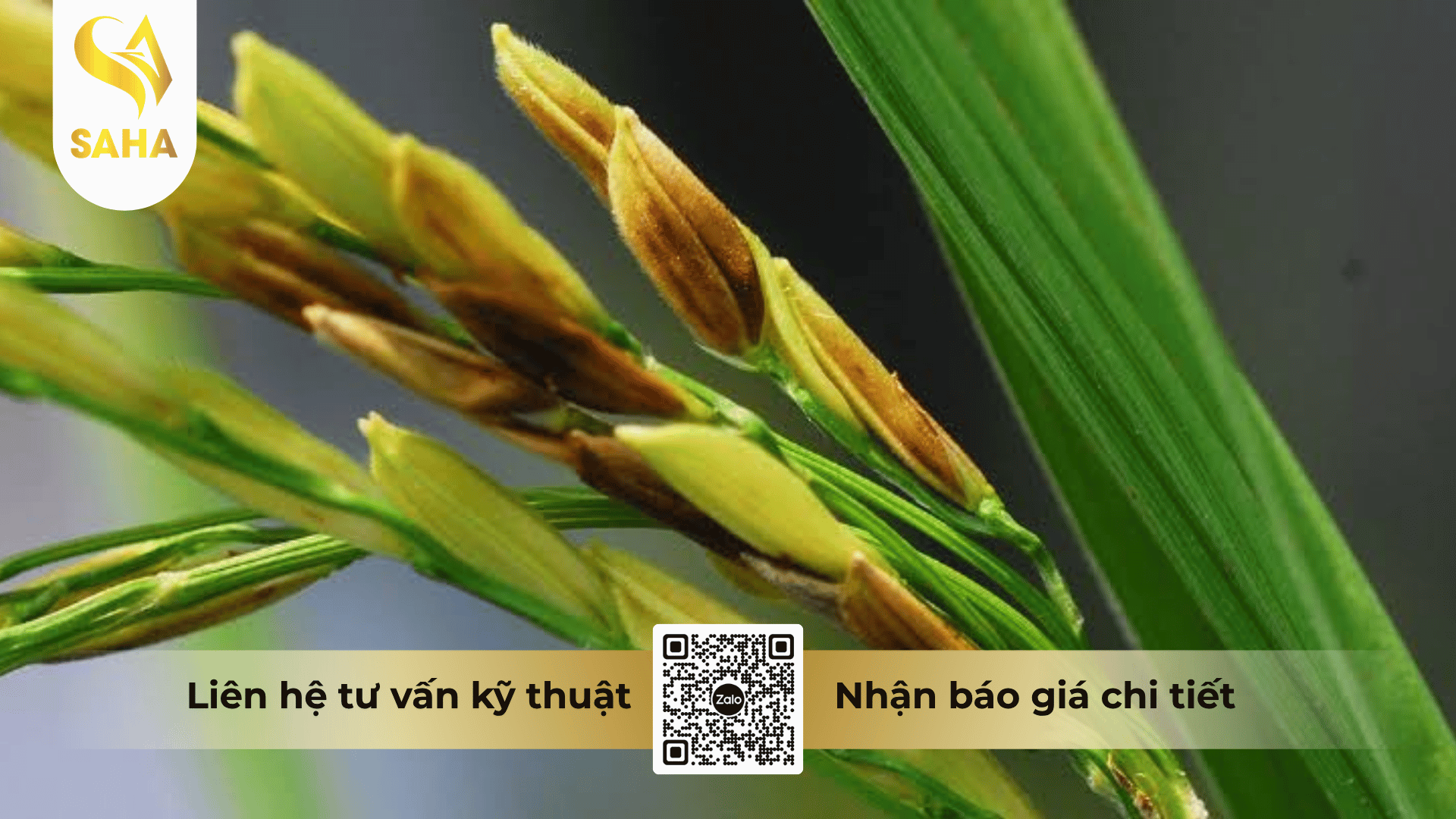 cong-dung-thuoc-tru-benh-cadilac-80wp-mau-vang.png