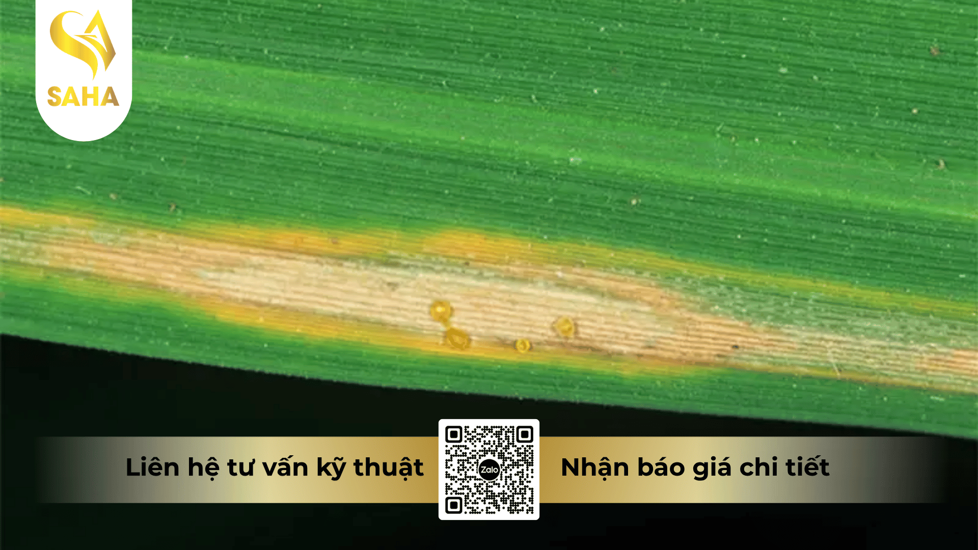 cong-dung-thuoc-tru-benh-centertaner-500wp.png