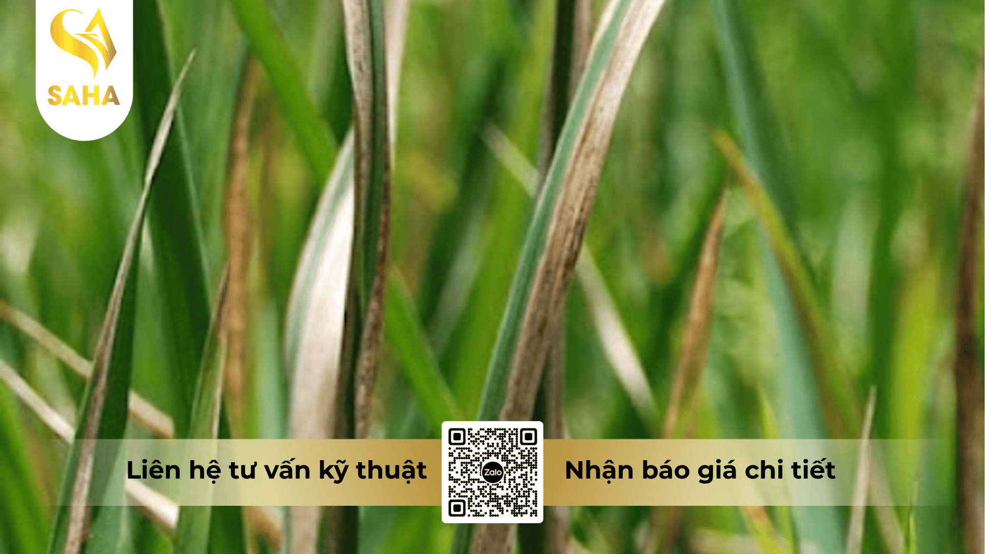 thong-tin-chung-thuoc-tru-benh-chay-bia-la-2sl.png