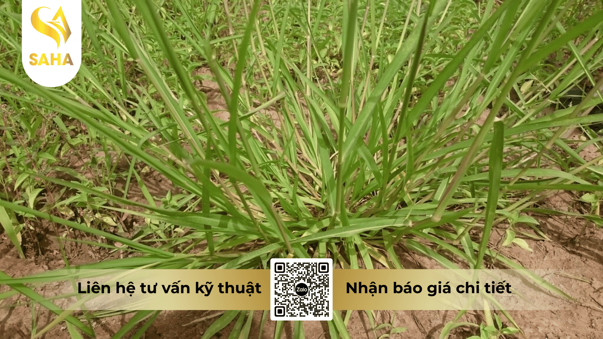 cong-dung-thuoc-tru-co-chay-rui-150sl.png