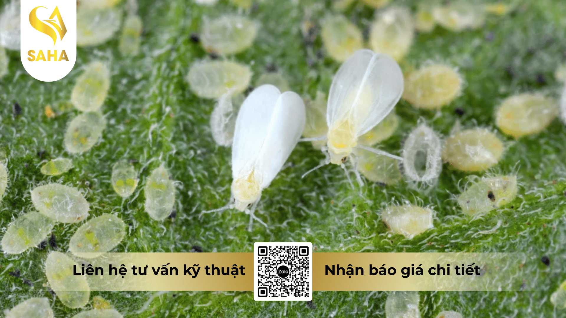 cong-dung-thuoc-tru-sau-chess-50wg.png