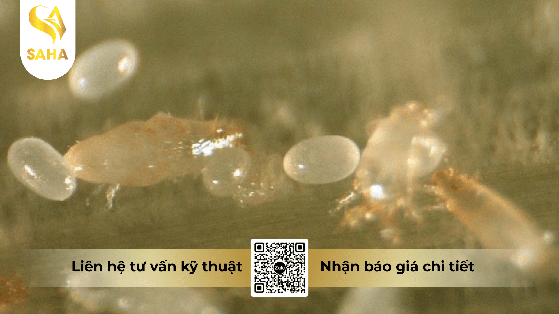 thong-tin-chung-thuoc-tru-sau-chlorferan-240sc.png