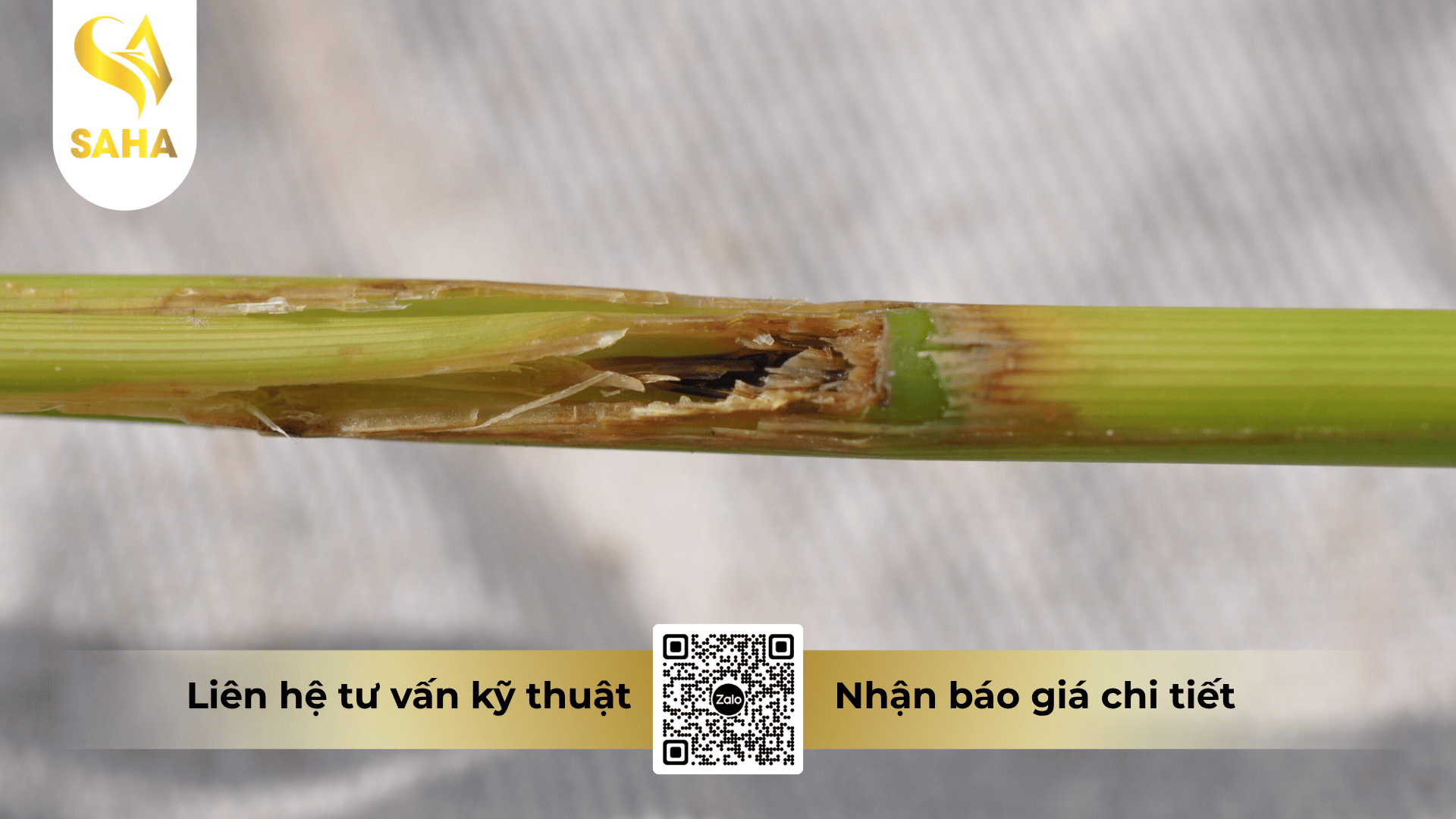 cong-dung-thuoc-tru-sau-chlorferan-240sc.png