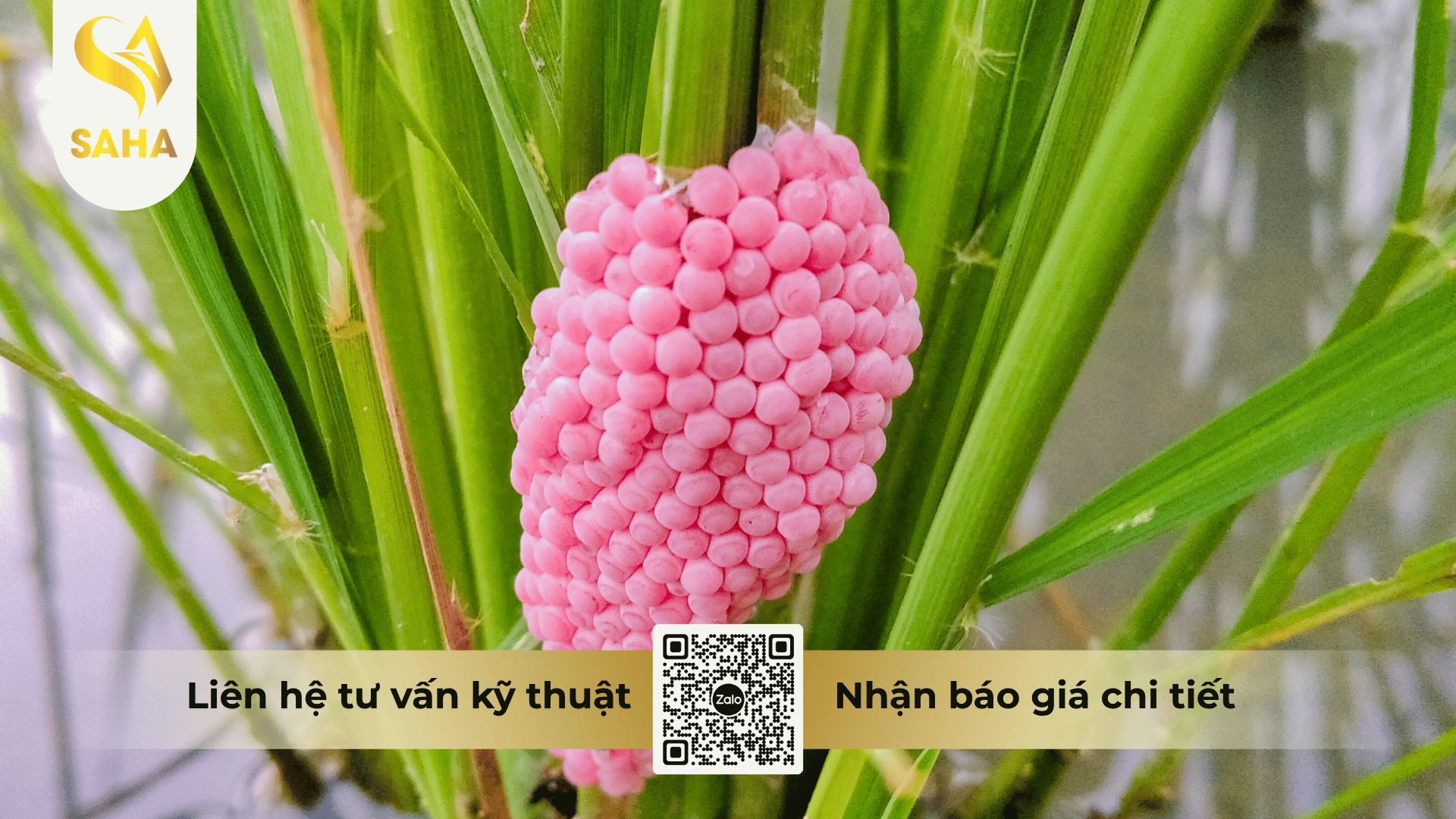 cong-dung-thuoc-tru-sau-chlorferan-240sc.png