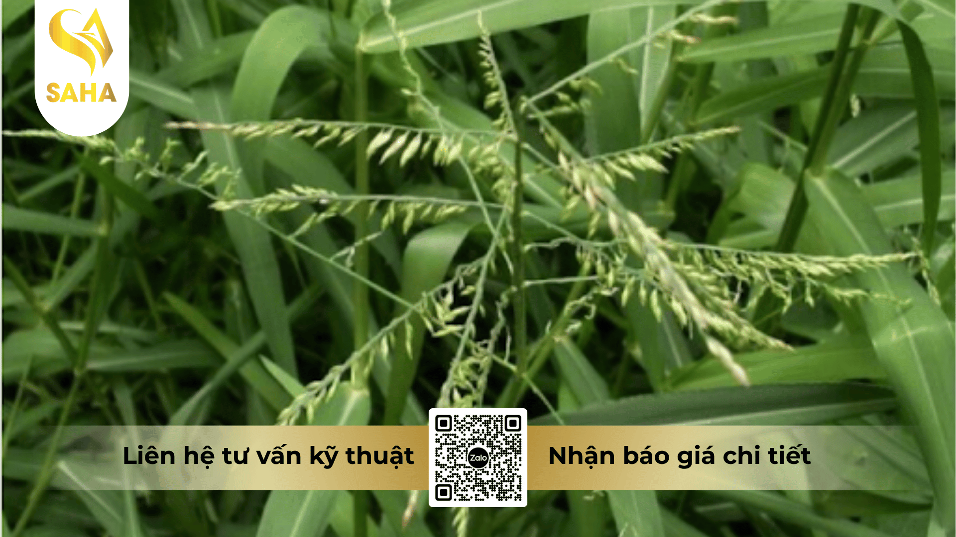 thong-tin-chung-thuoc-tru-co-cledimsuper-250ec.png
