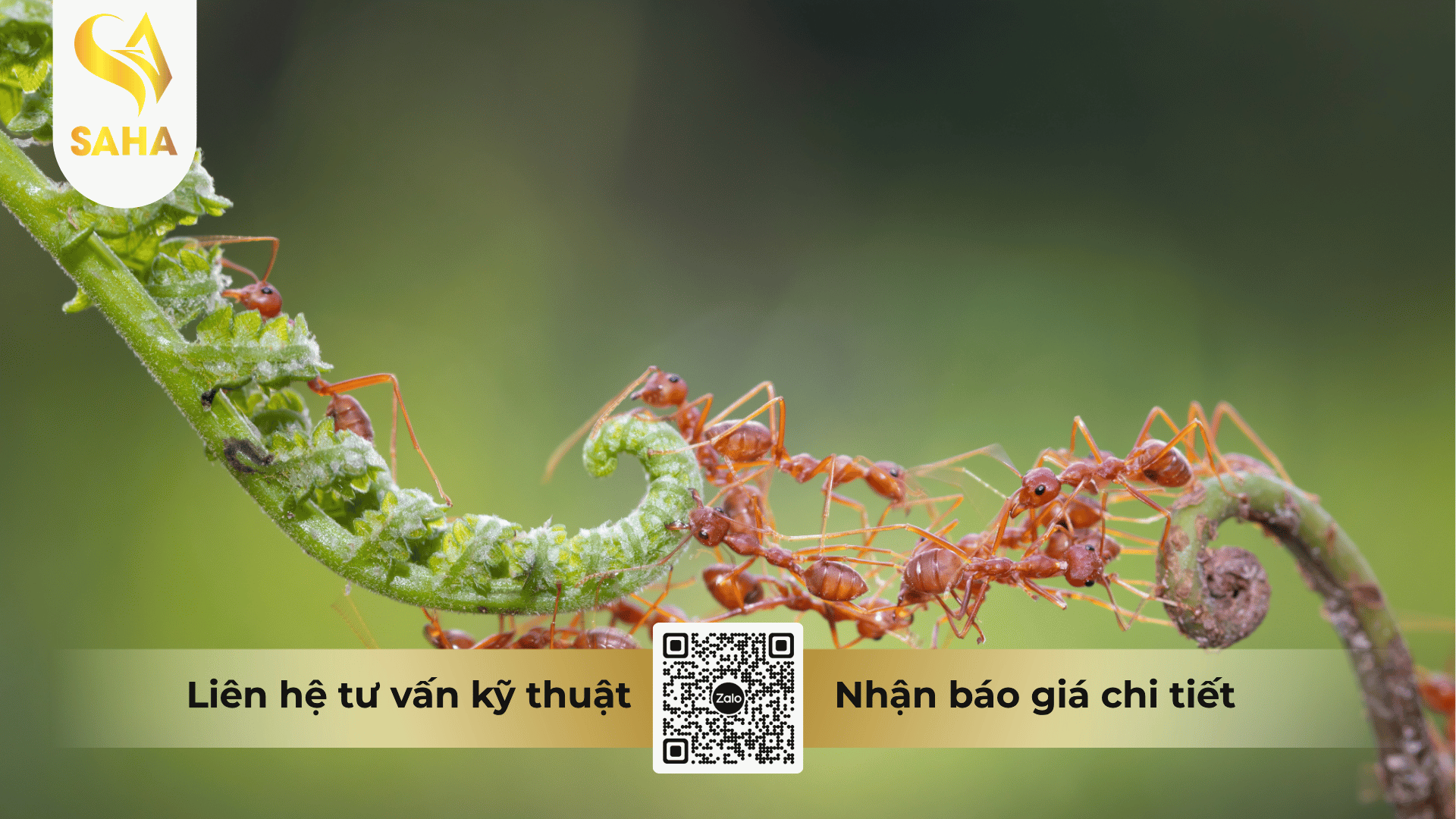 thong-tin-chung-che-pham-clive-25-ec.png