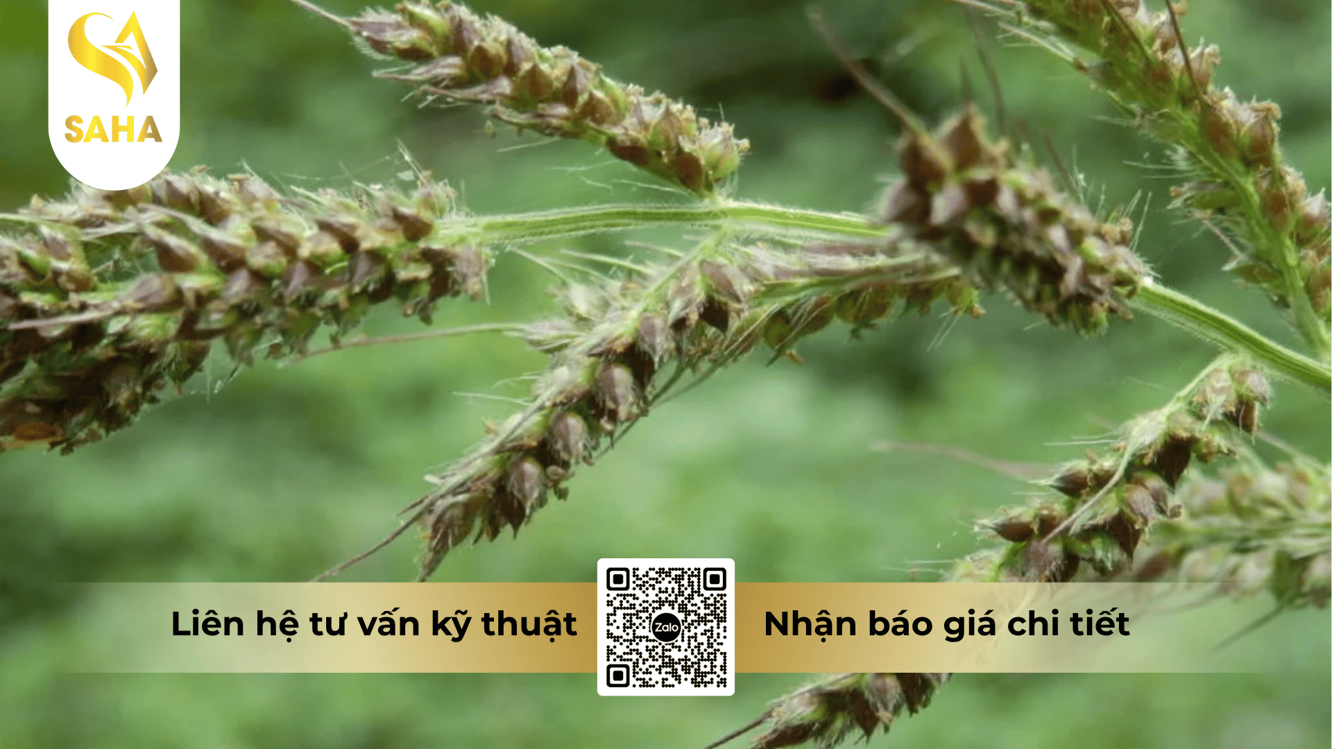 thong-tin-chung-thuoc-tru-co-coannong-200ec.png