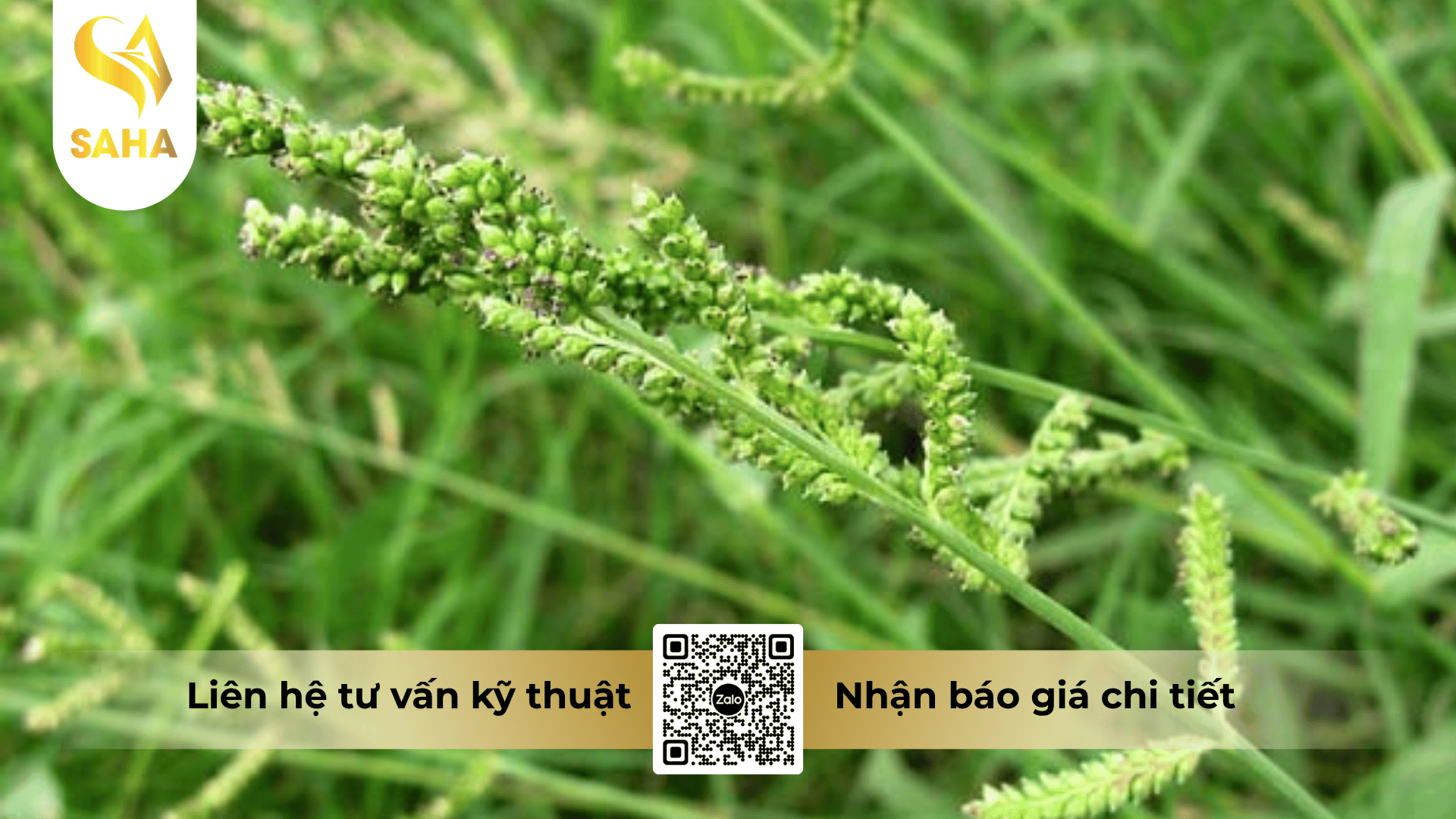 cong-dung-thuoc-tru-co-coannong-200ec (1).png
