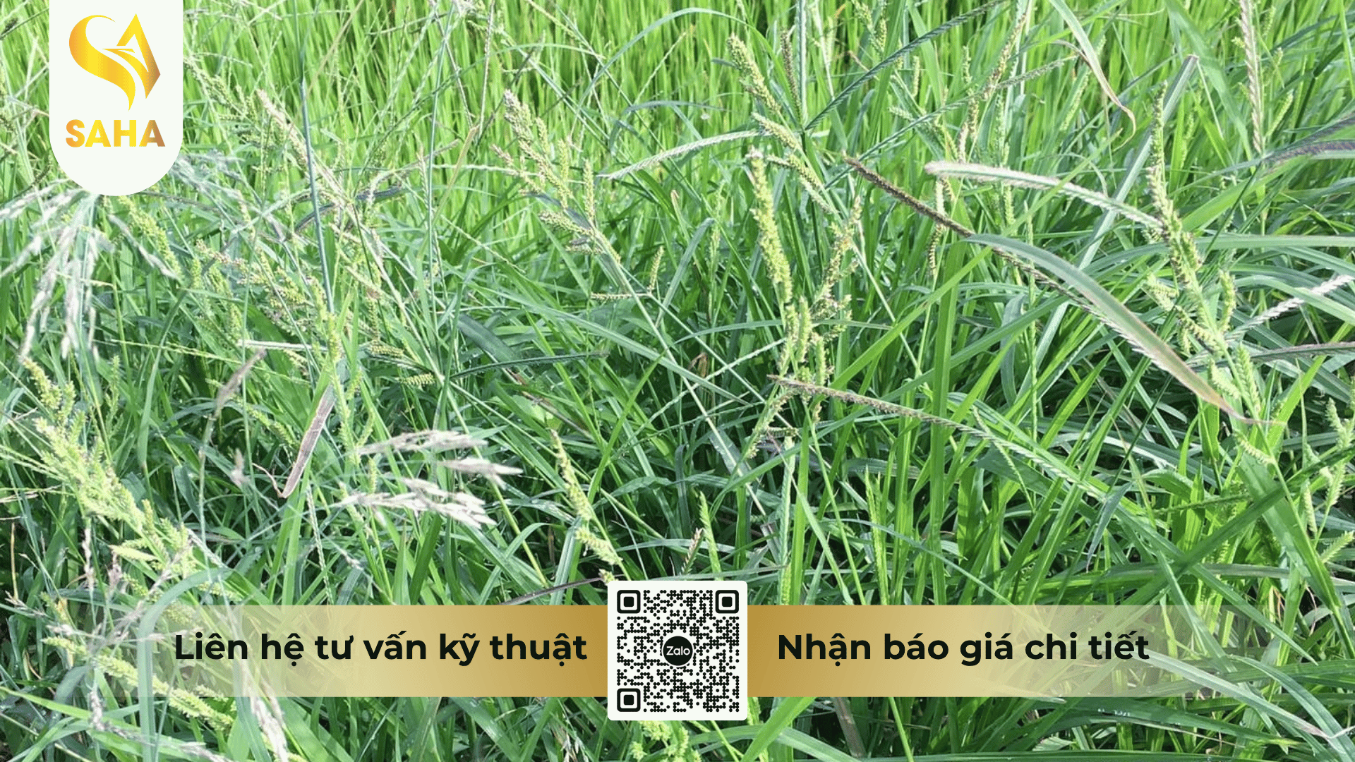 cong-dung-thuoc-tru-co-co-chay-200sl.png