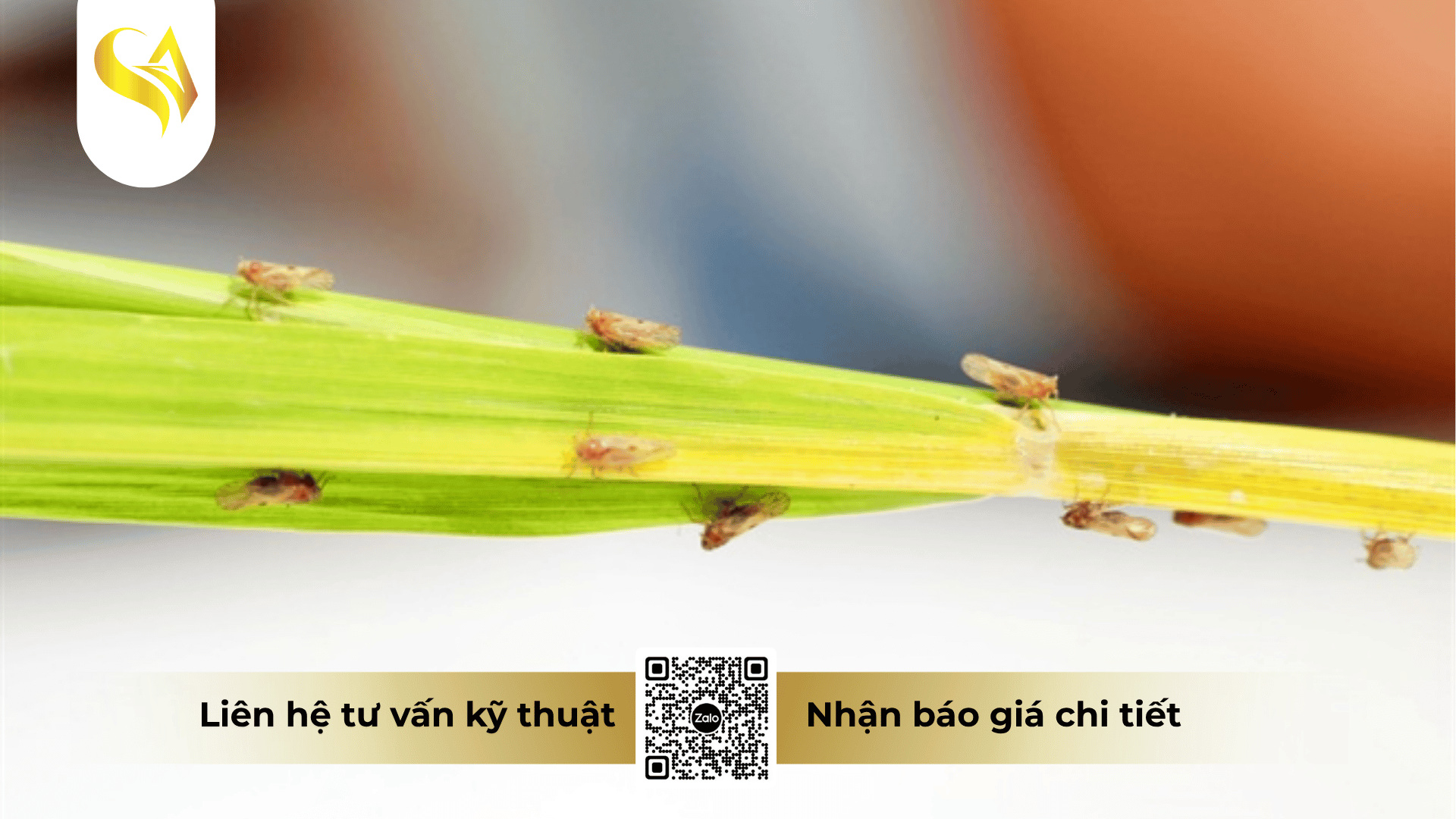 gia-cong-thuoc-tru-ray-la-gi.png