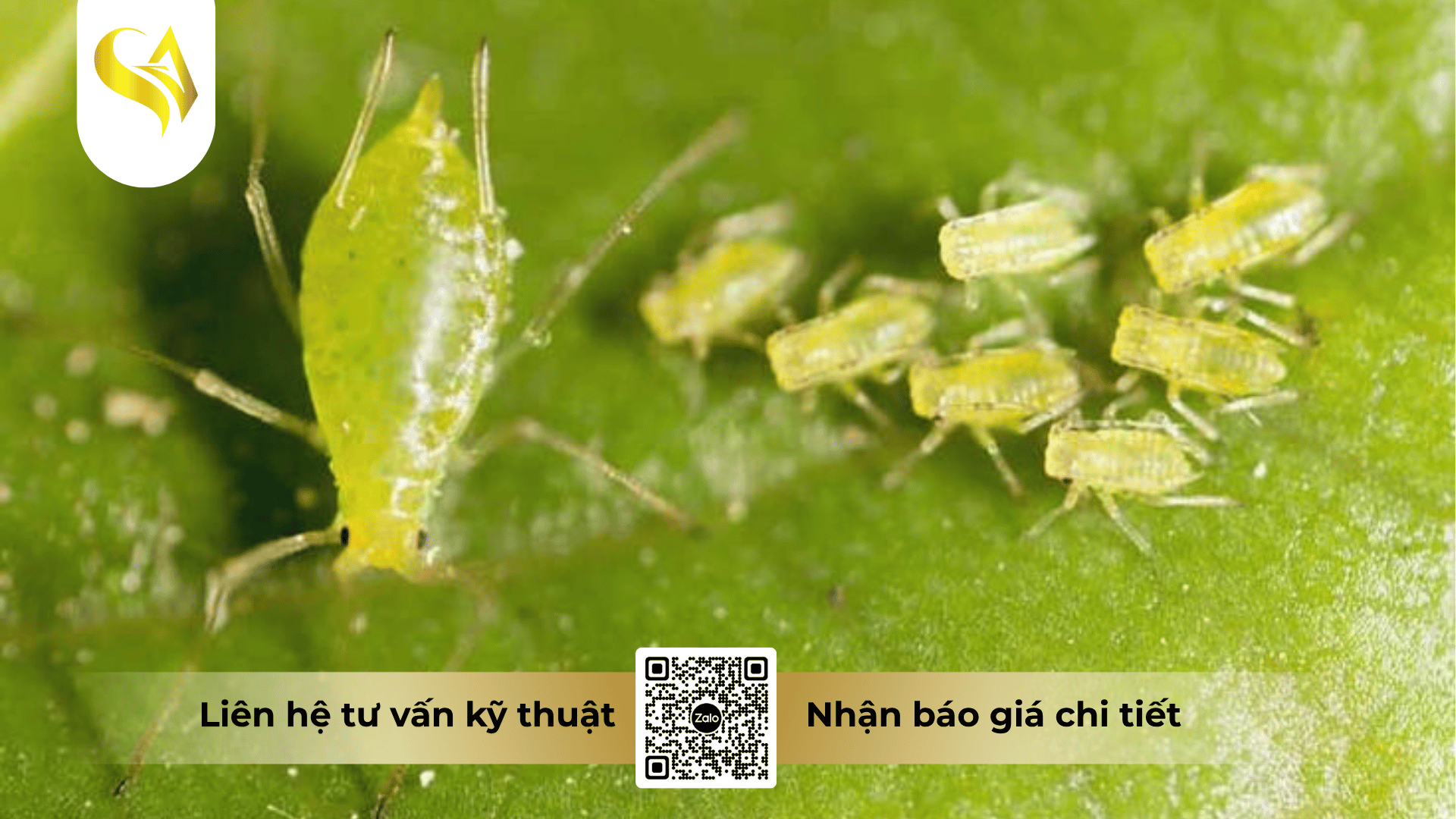 cau-hoi-thuong-gap-ve-gia-cong-thuoc-tru-ray.png