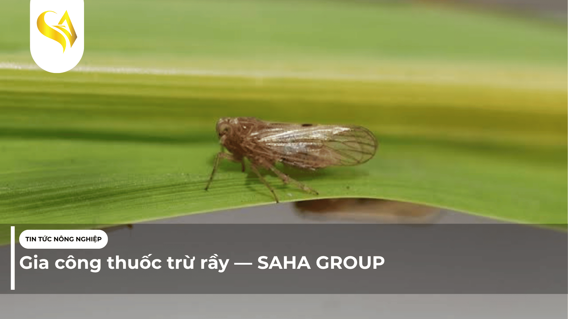 Gia công thuốc trừ rầy — SAHA GROUP