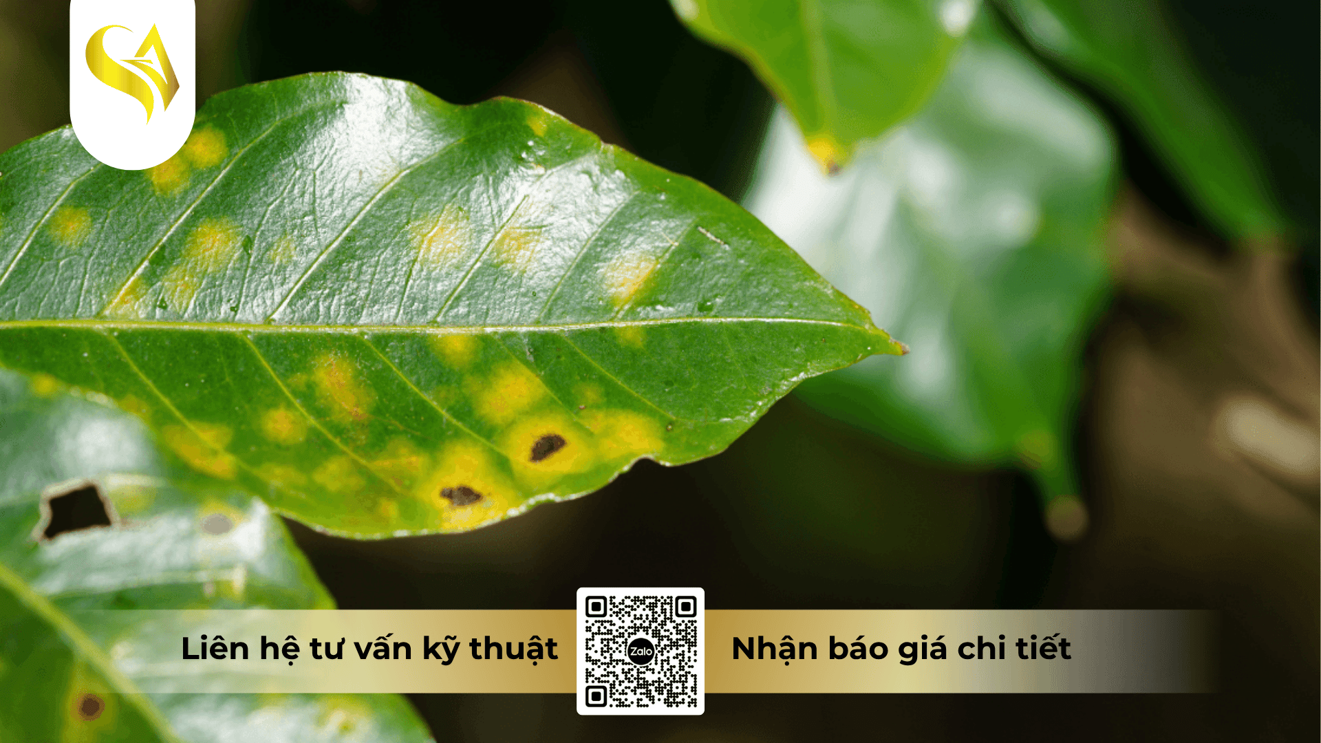 cac-hinh-thuc-gia-cong-thuoc-tru-benh.png