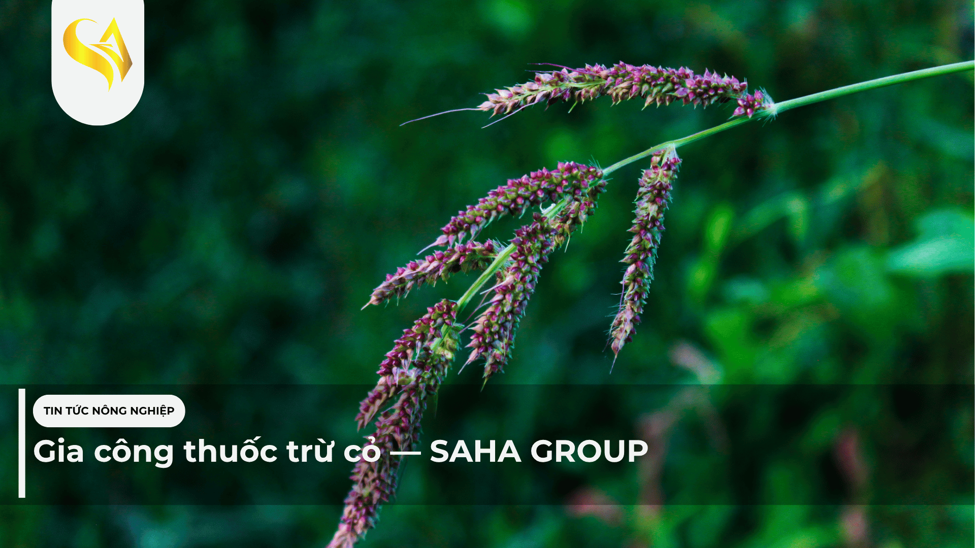 Gia công thuốc trừ cỏ — SAHA GROUP