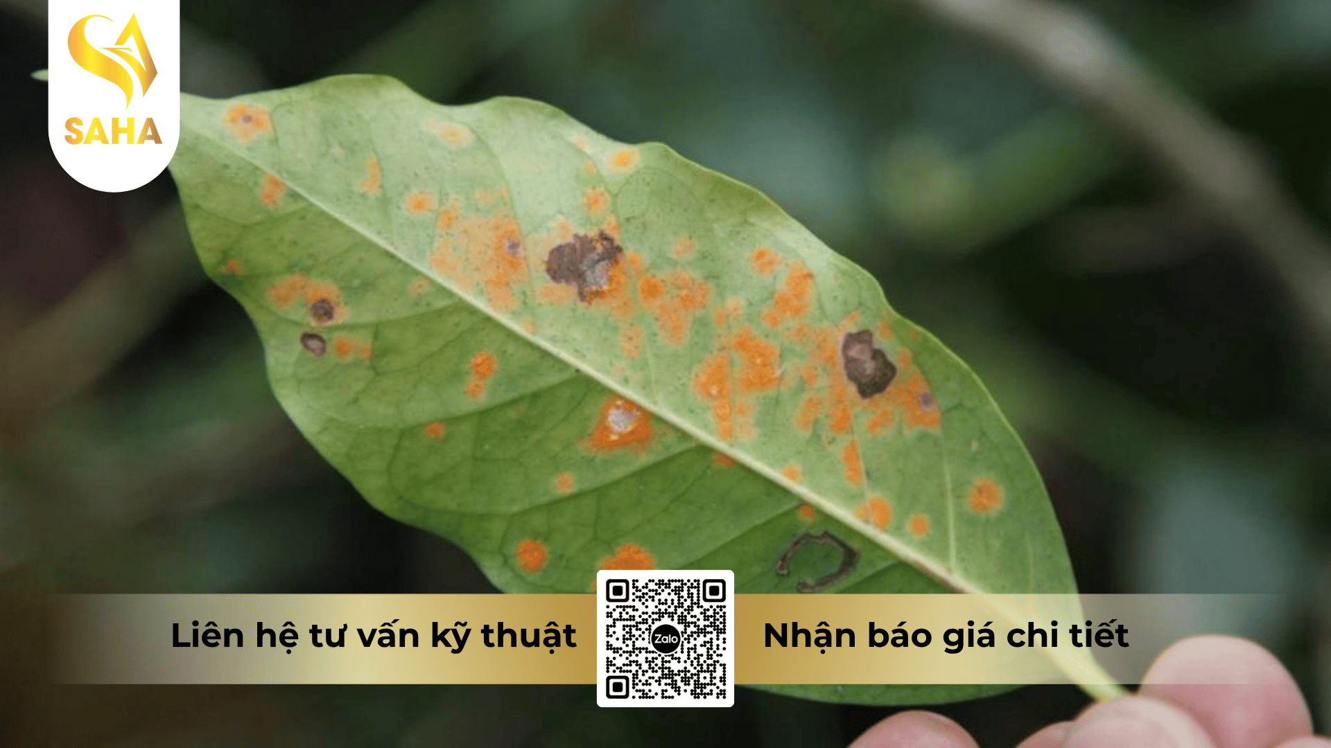 cong-dung-thuoc-tru-benh-cocosieu-15-5wp.png