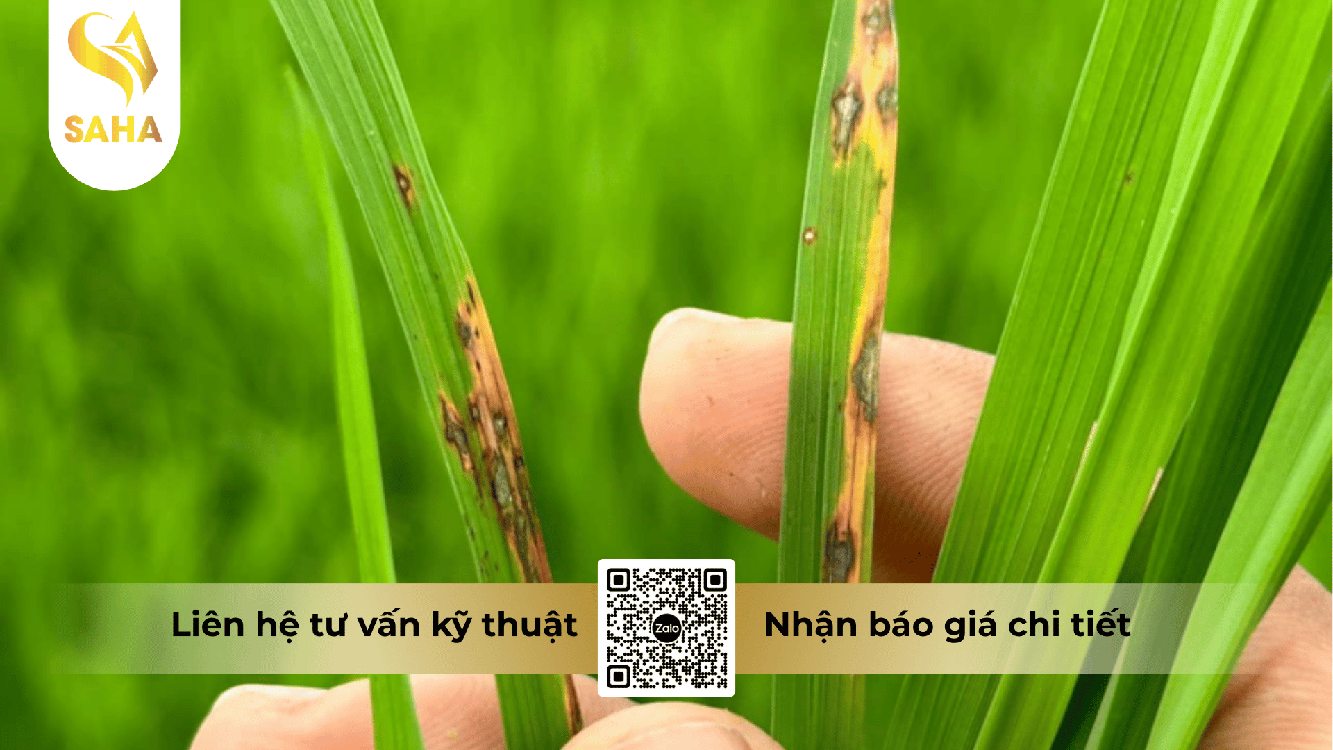 thong-tin-chung-thuoc-tru-benh-colraf-75wp.png