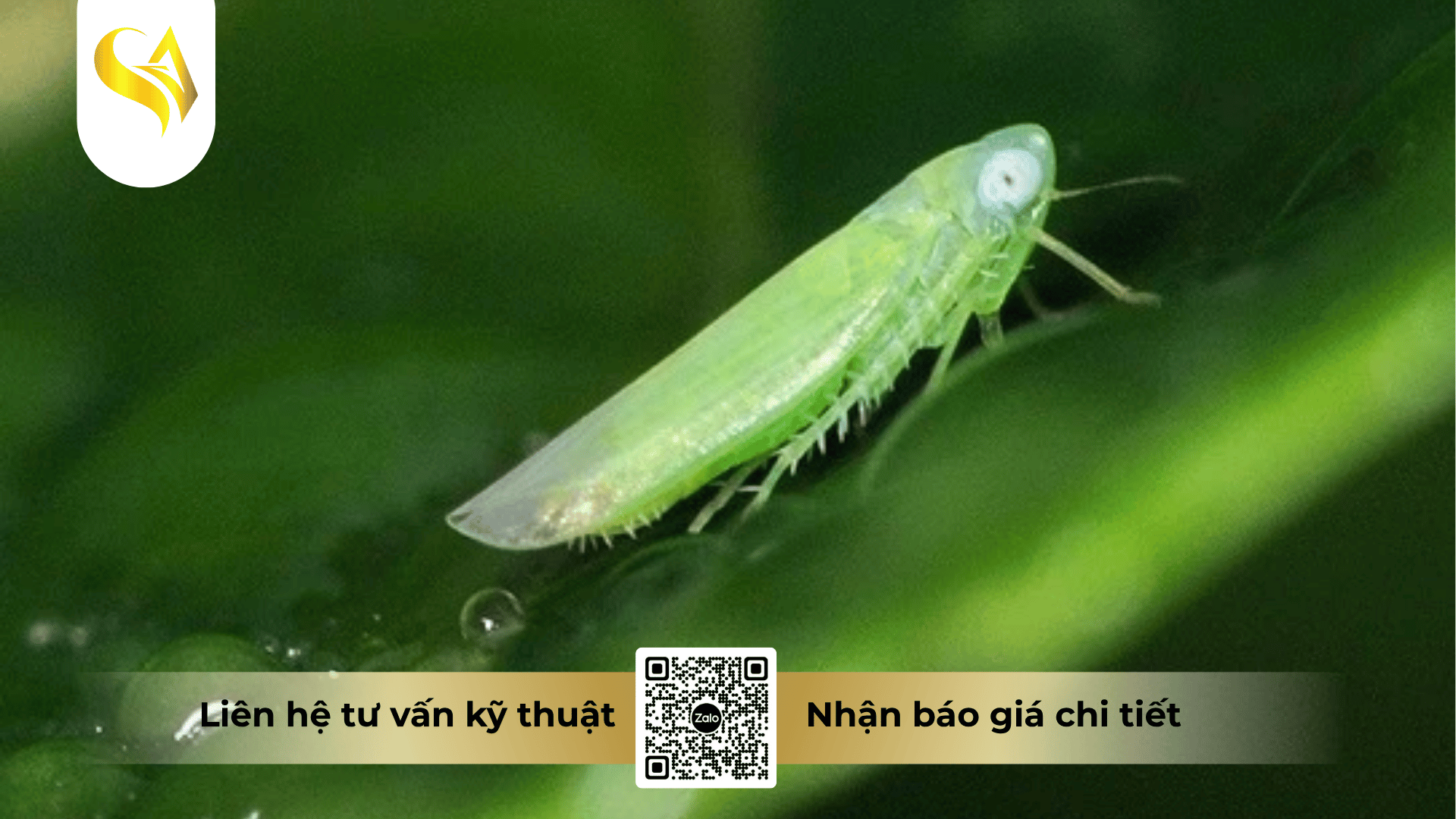 co-the-lam-lo-nhung-dong-thuoc-bvtv-nao.png