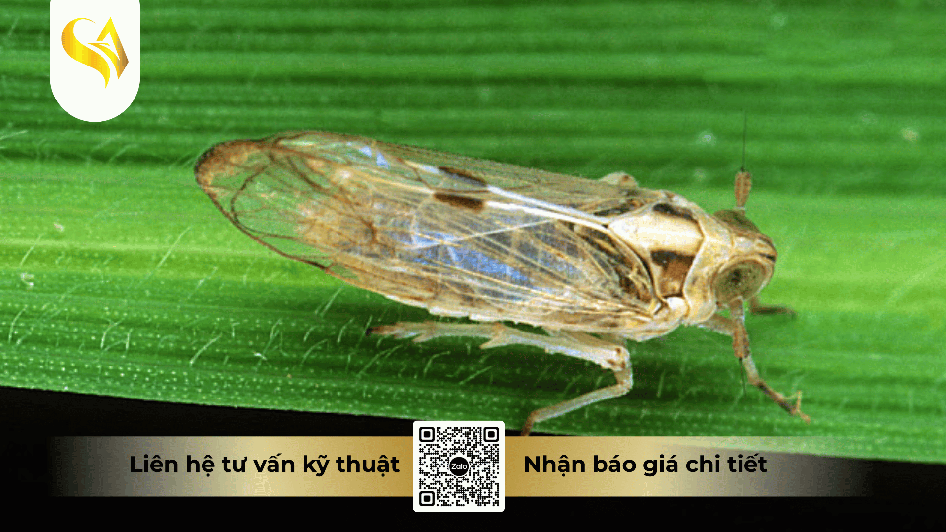 co-the-gia-cong-nhung-dong-thuoc-bvtv-nao.png