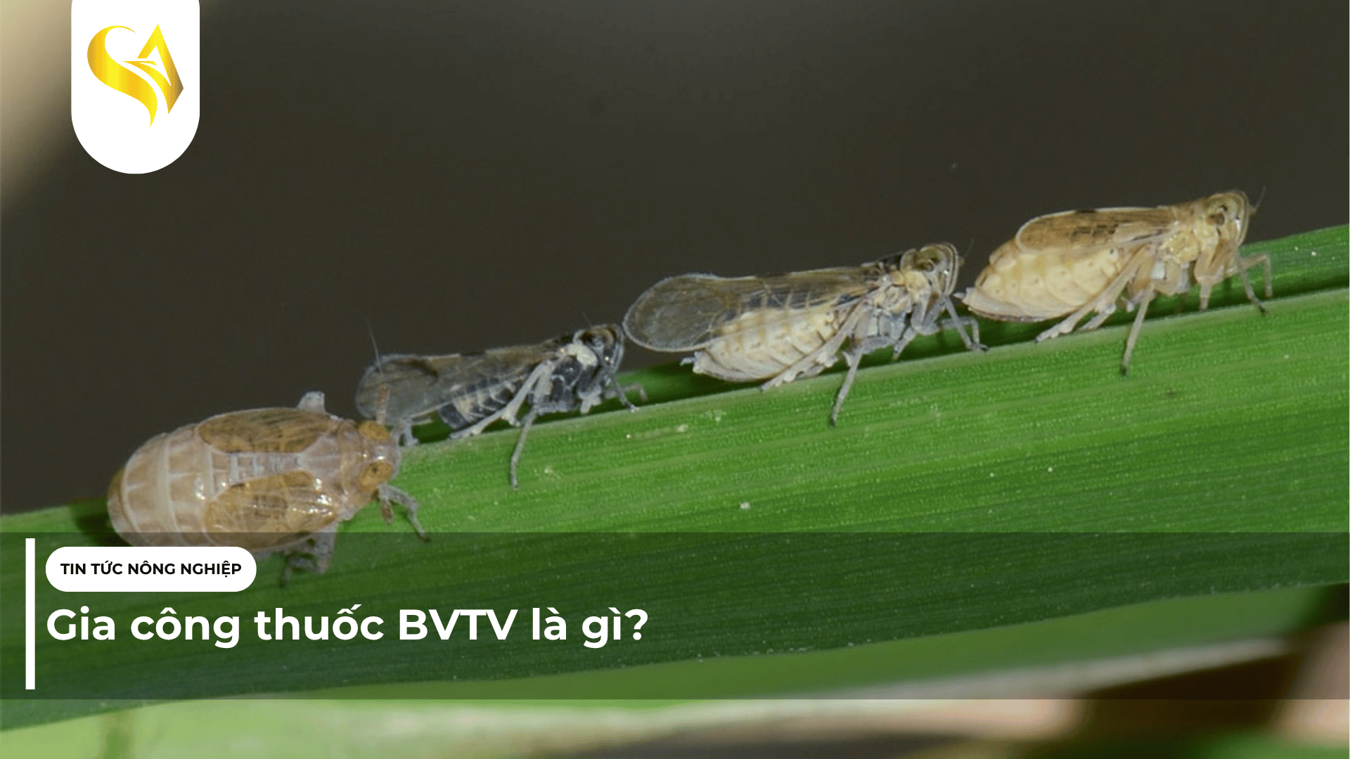Gia công thuốc BVTV là gì? — SAHA GROUP