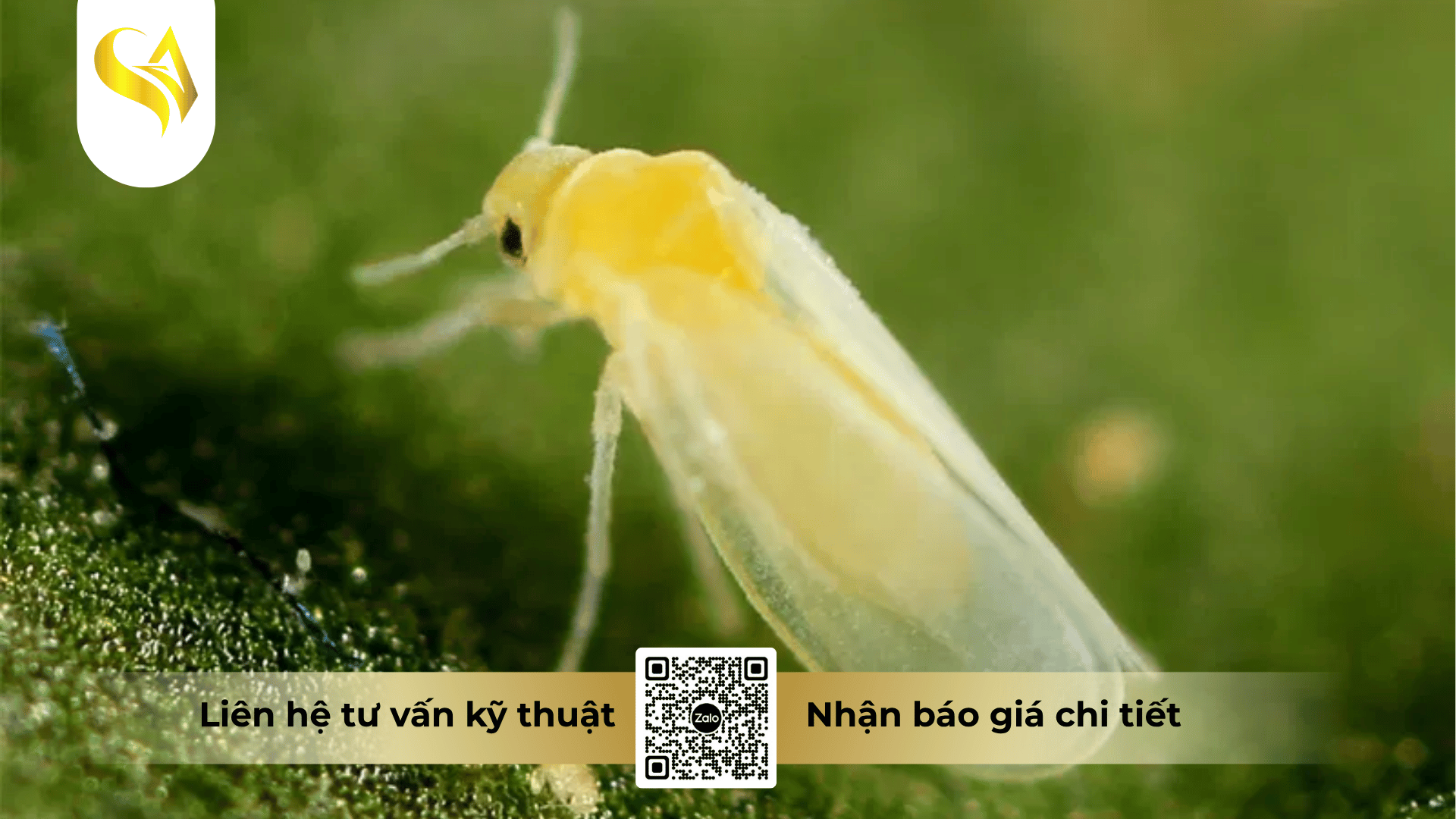 nha-may-gia-cong-thuoc-bvtv-lam-nhung-gi.png