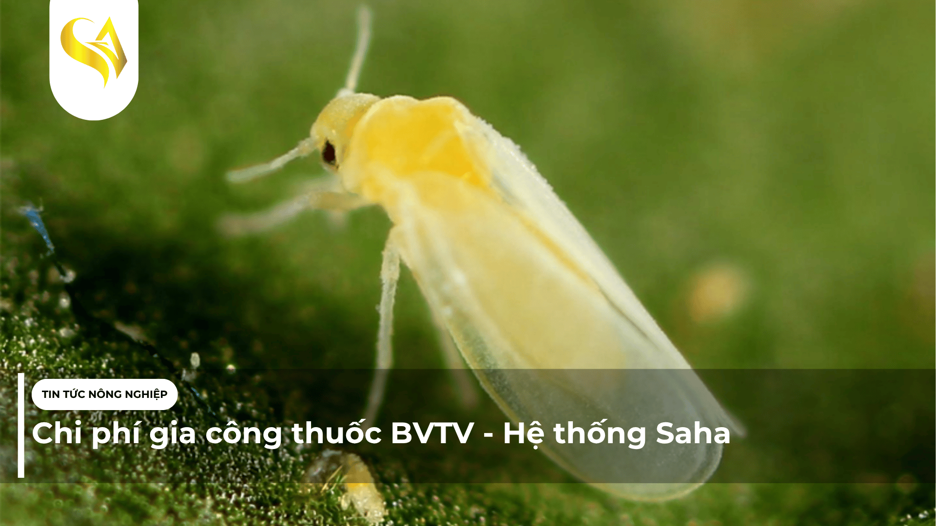 Chi phí gia công thuốc BVTV - Hệ thống Saha
