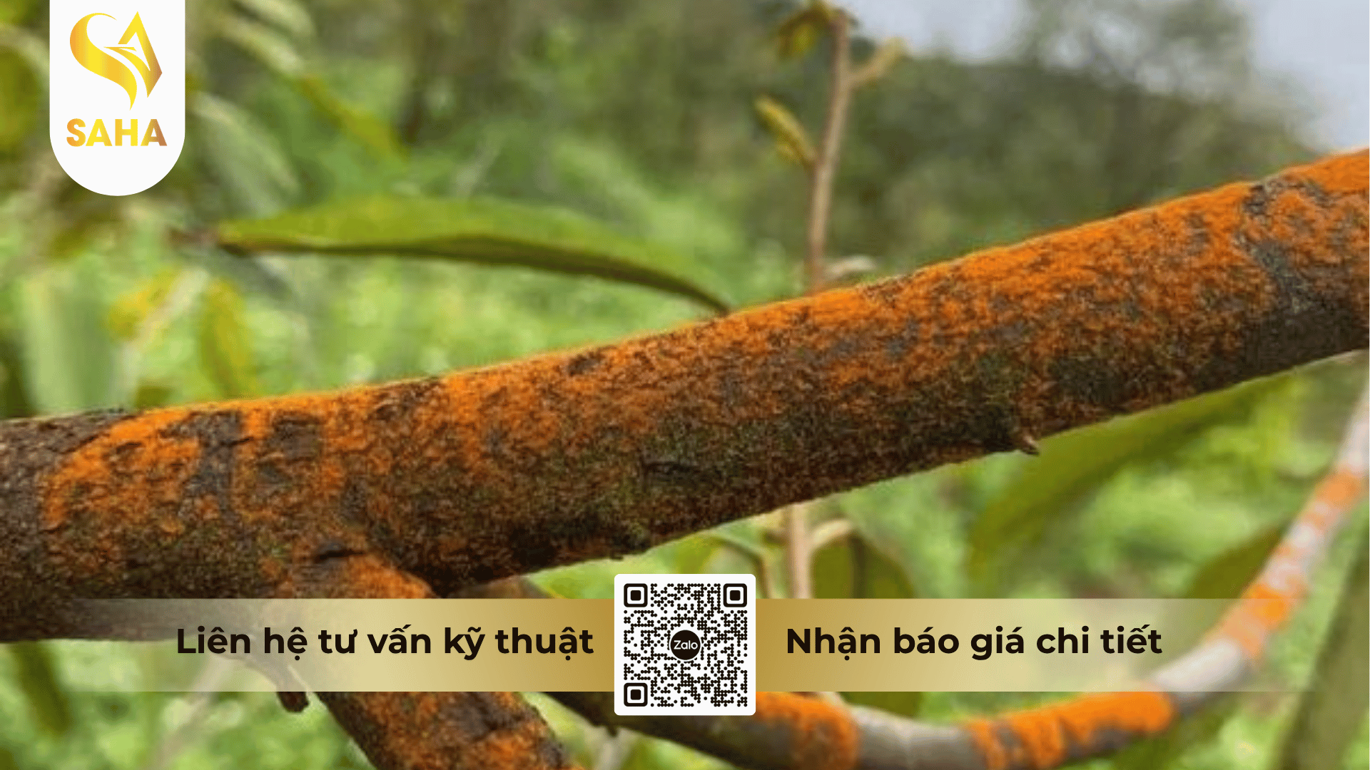 thong-tin-chung-thuoc-tru-benh-copper-gold-47wp.png