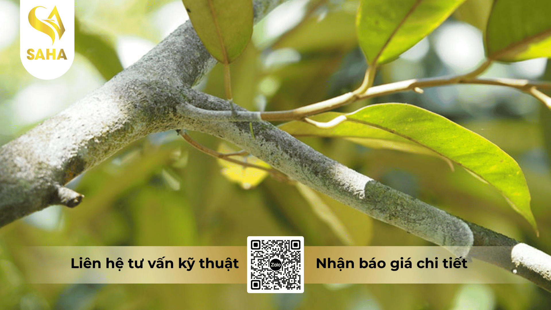 cong-dung-thuoc-tru-benh-copper-gold-47wp.png