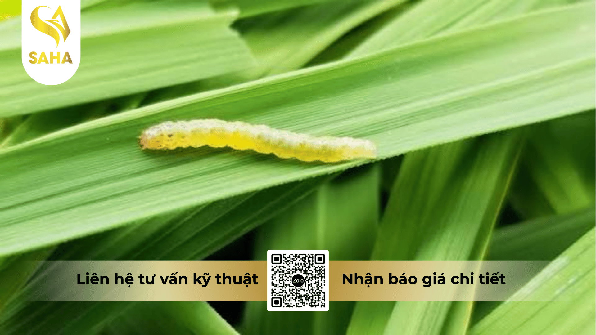 thong-tin-chung-thuoc-tru-sau-creek-2-1ec.png