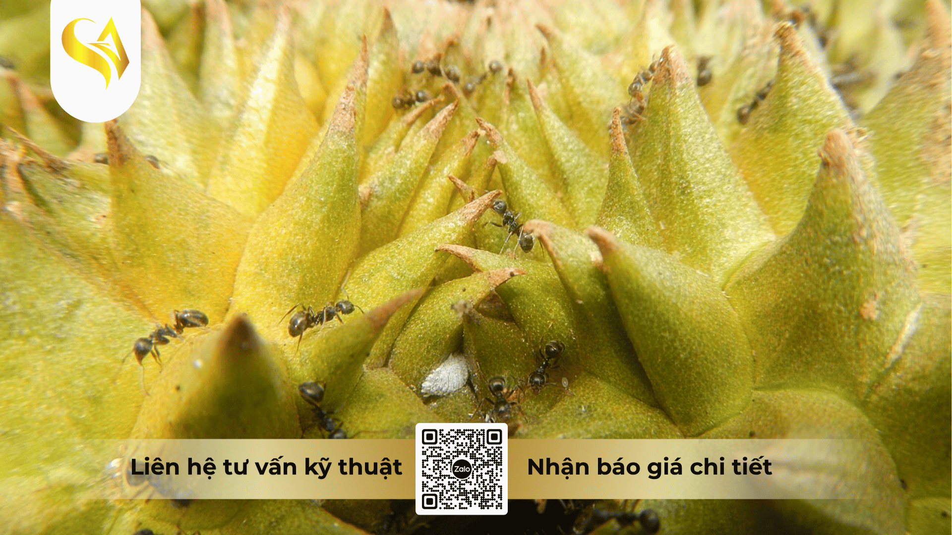 nhan-biet-rep-sap-gay-hai-tren-sau-rieng.png