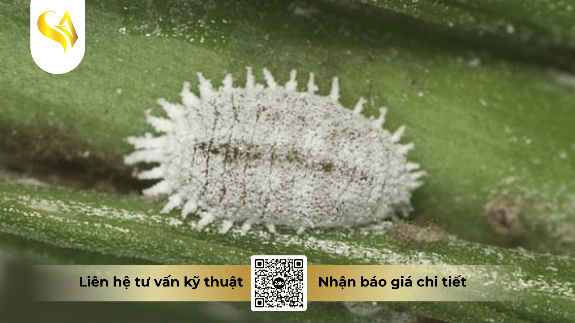 khi-nao-xu-ly-rep-sap-se-thuan-loi-hon.png