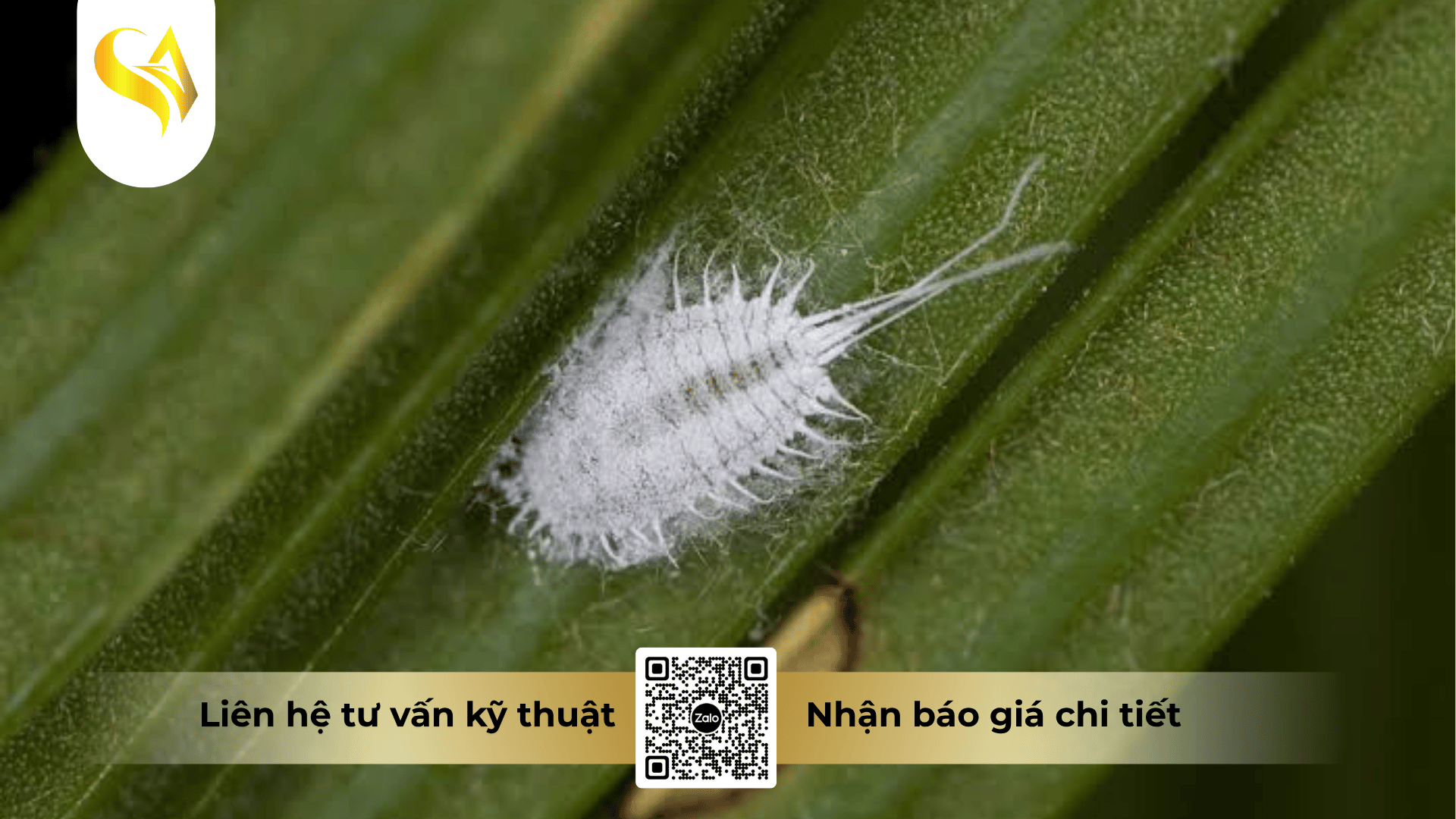 cau-hoi-thuong-gap-ve-carbosulfan.png