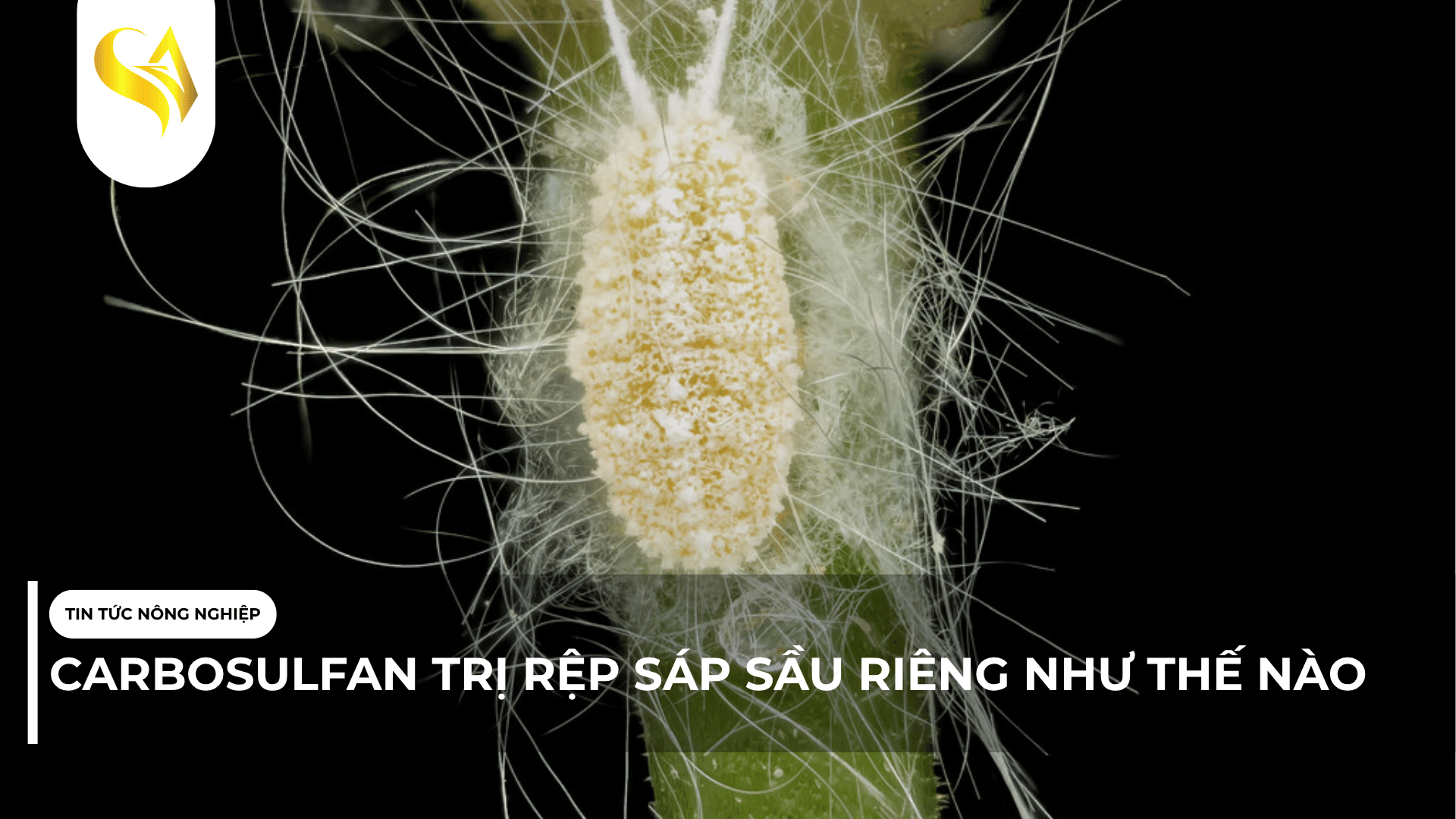 CARBOSULFAN TRỊ RỆP SÁP SẦU RIÊNG NHƯ THẾ NÀO