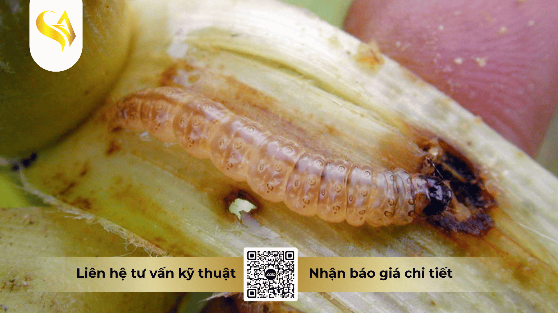 gia-cong-thuoc-tru-sau-la-gi.png