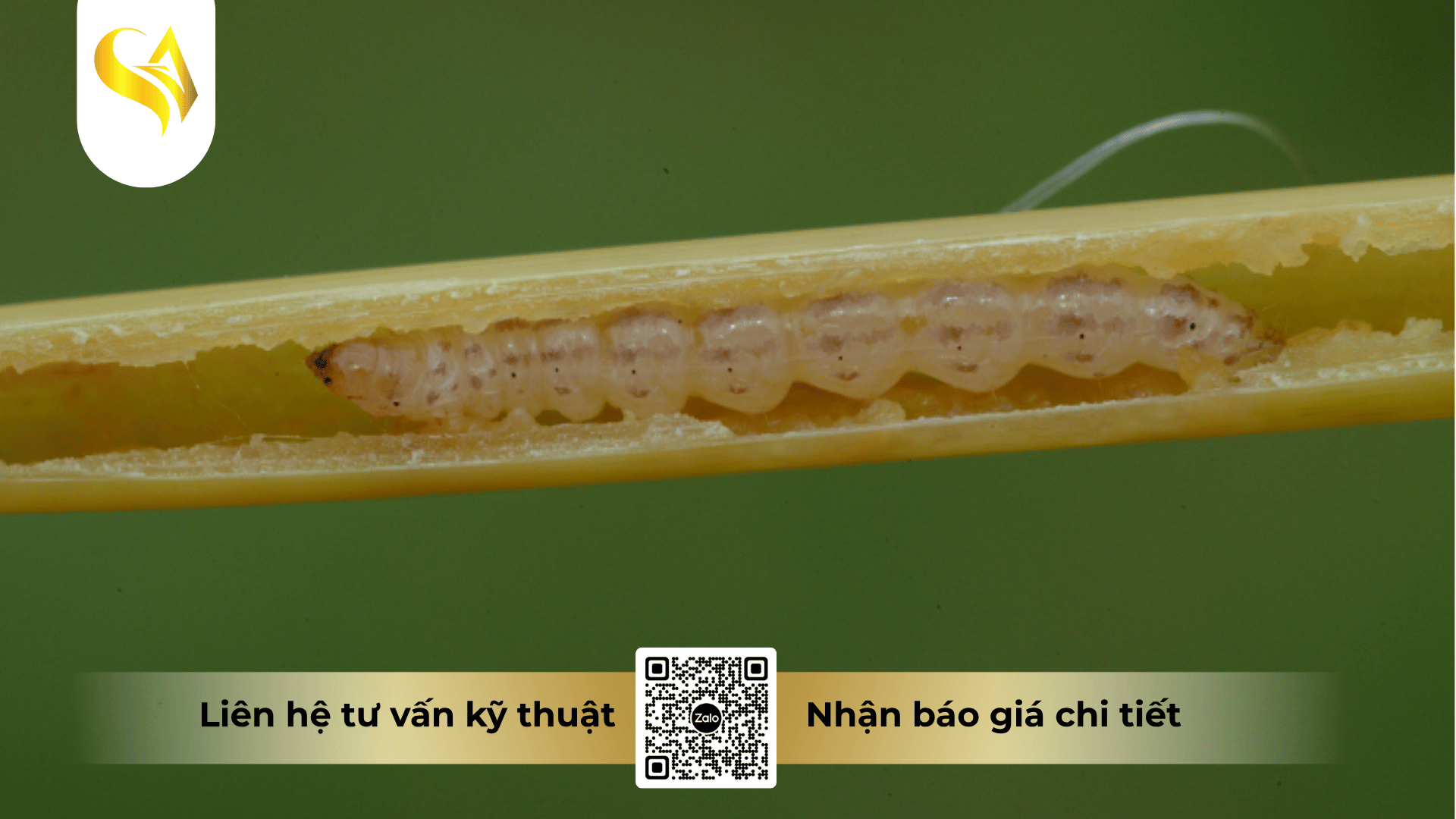 cau-hoi-thuong-gap-ve-gia-cong-thuoc-tru-sau.png