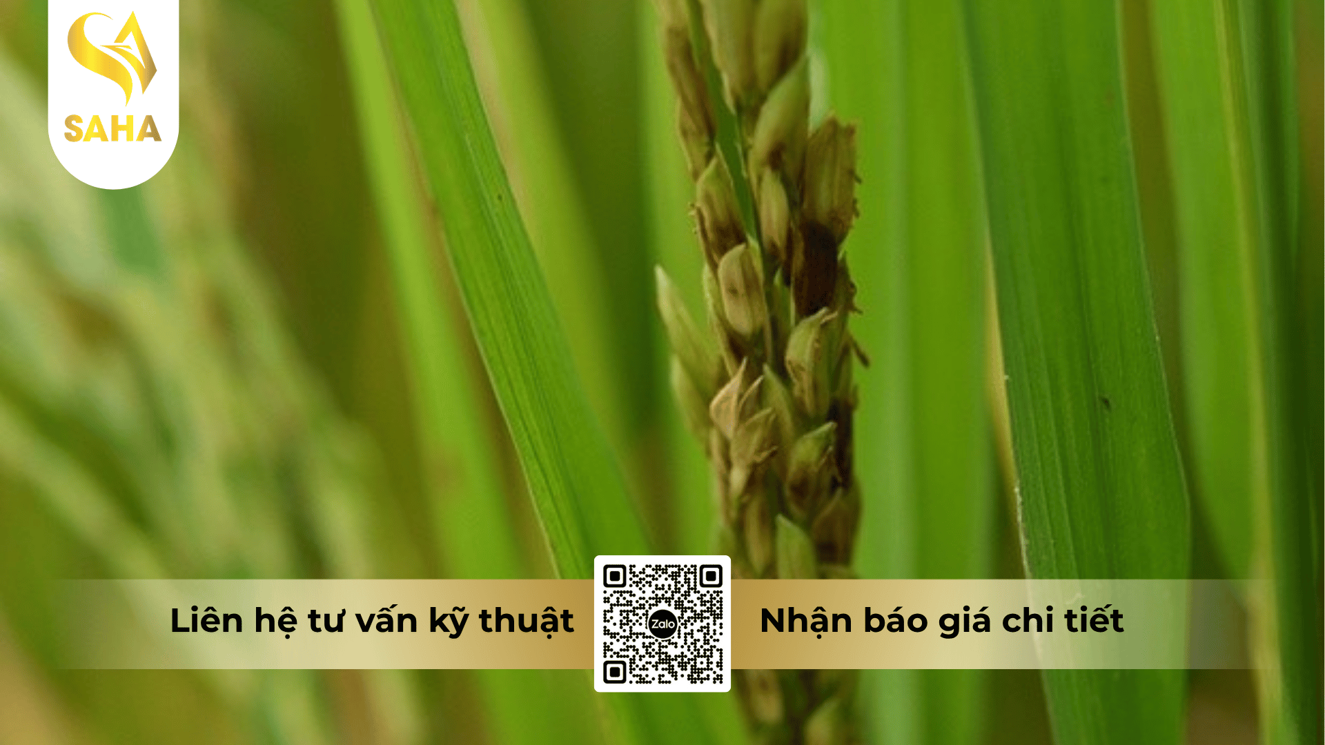 thong-tin-chung-thuoc-tru-benh-cyat-525wg.png