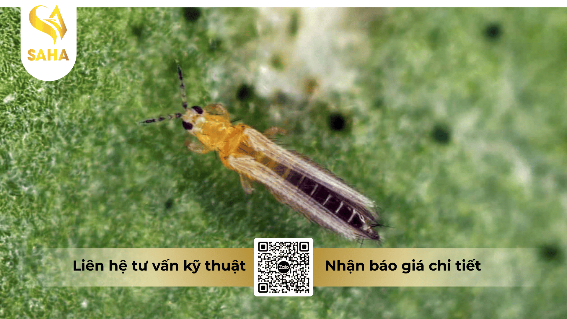 thong-tin-chung-thuoc-tru-sau-cyfenfos-440ec.png