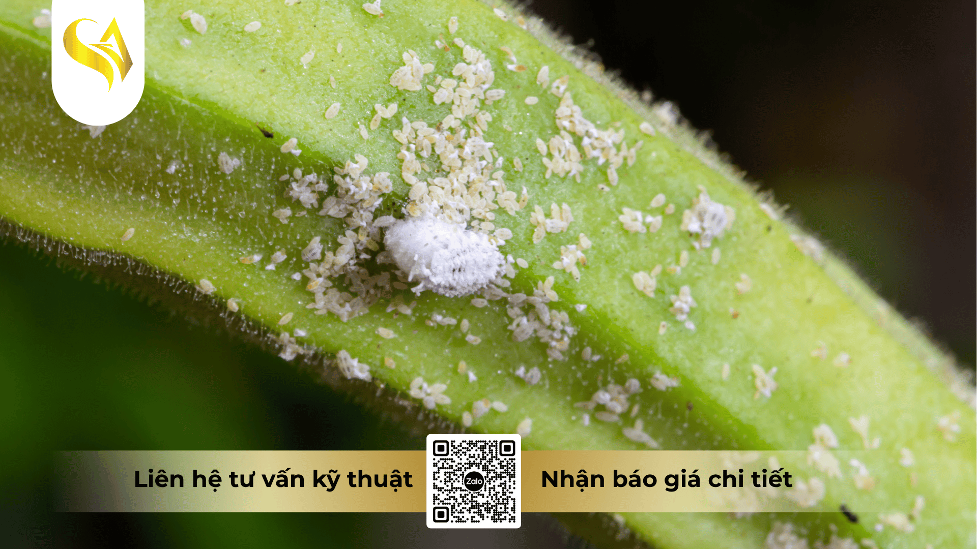 vi-sao-rep-sap-thuong-kho-xu-ly.png
