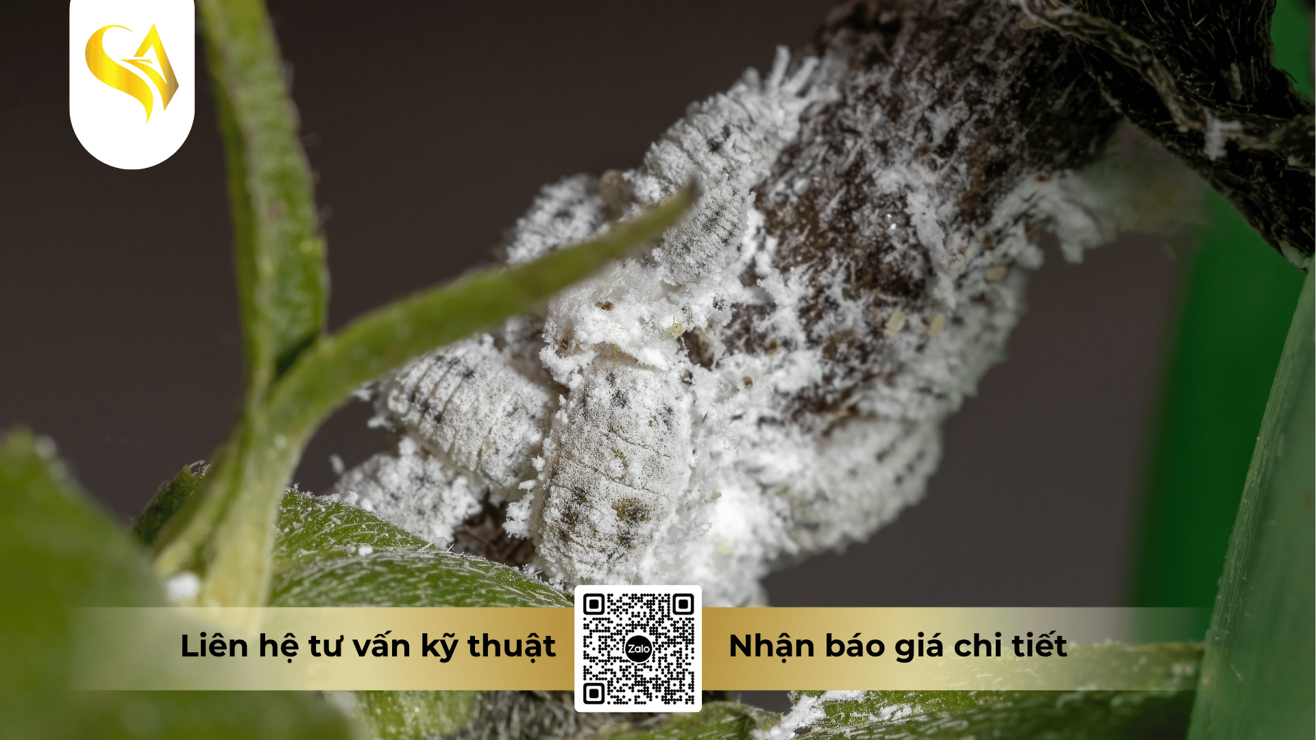 cac-nhom-hoat-chat-tri-rep-sap-thuong-duoc-quan-tam.png