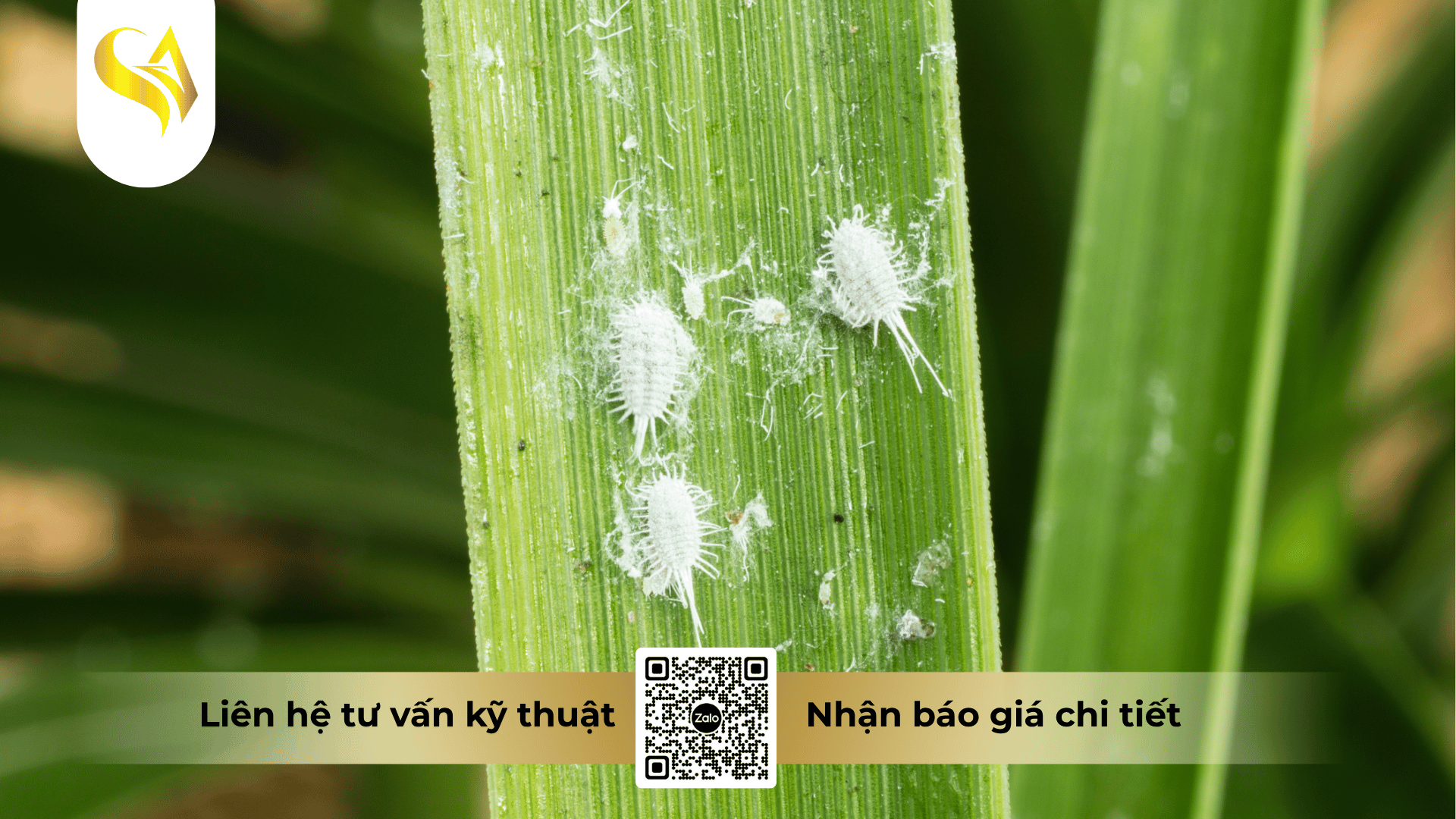 cau-hoi-thuong-gap-ve-hoat-chat-tri-rep-sap.png