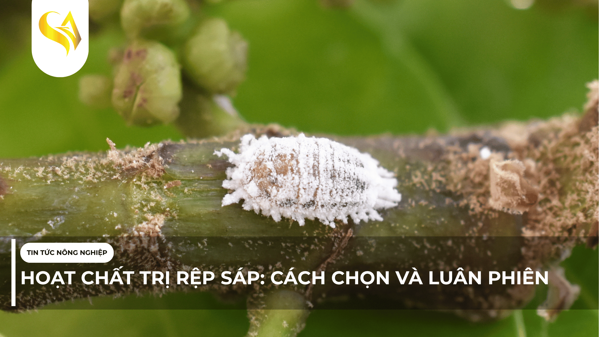 HOẠT CHẤT TRỊ RỆP SÁP: CÁCH CHỌN VÀ LUÂN PHIÊN