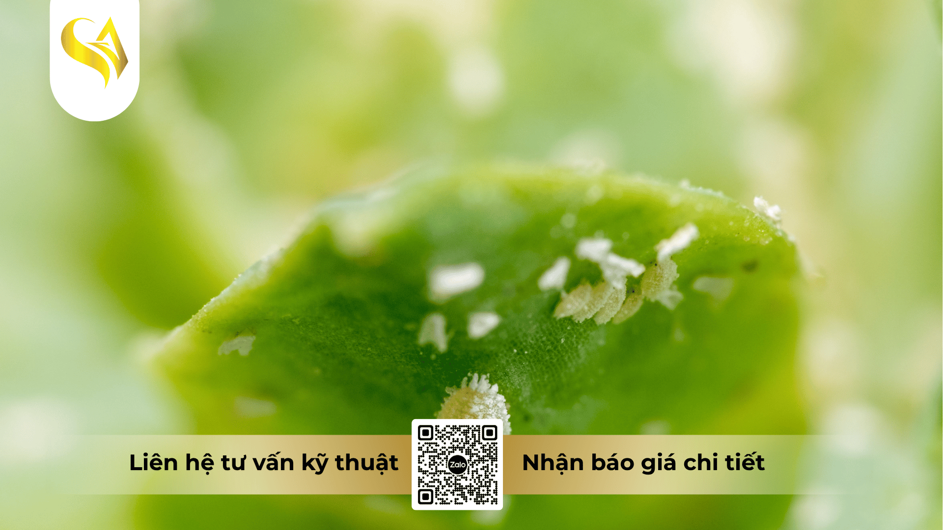 khai-niem-ve-rep-sap.png