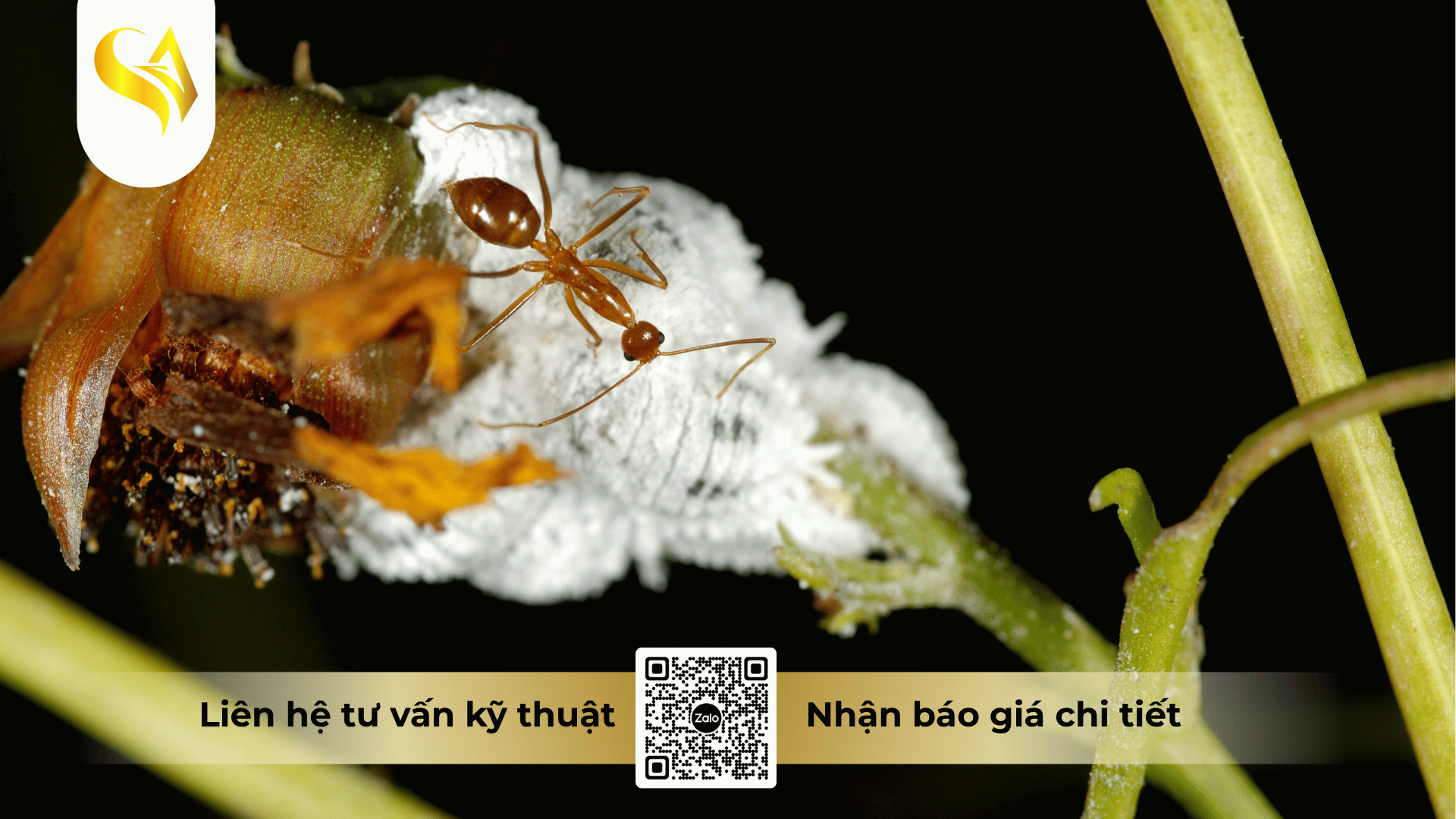 ly-do-lop-vo-sap-tao-nen-kha-nang-khang-thuoc-cuc-manh.png
