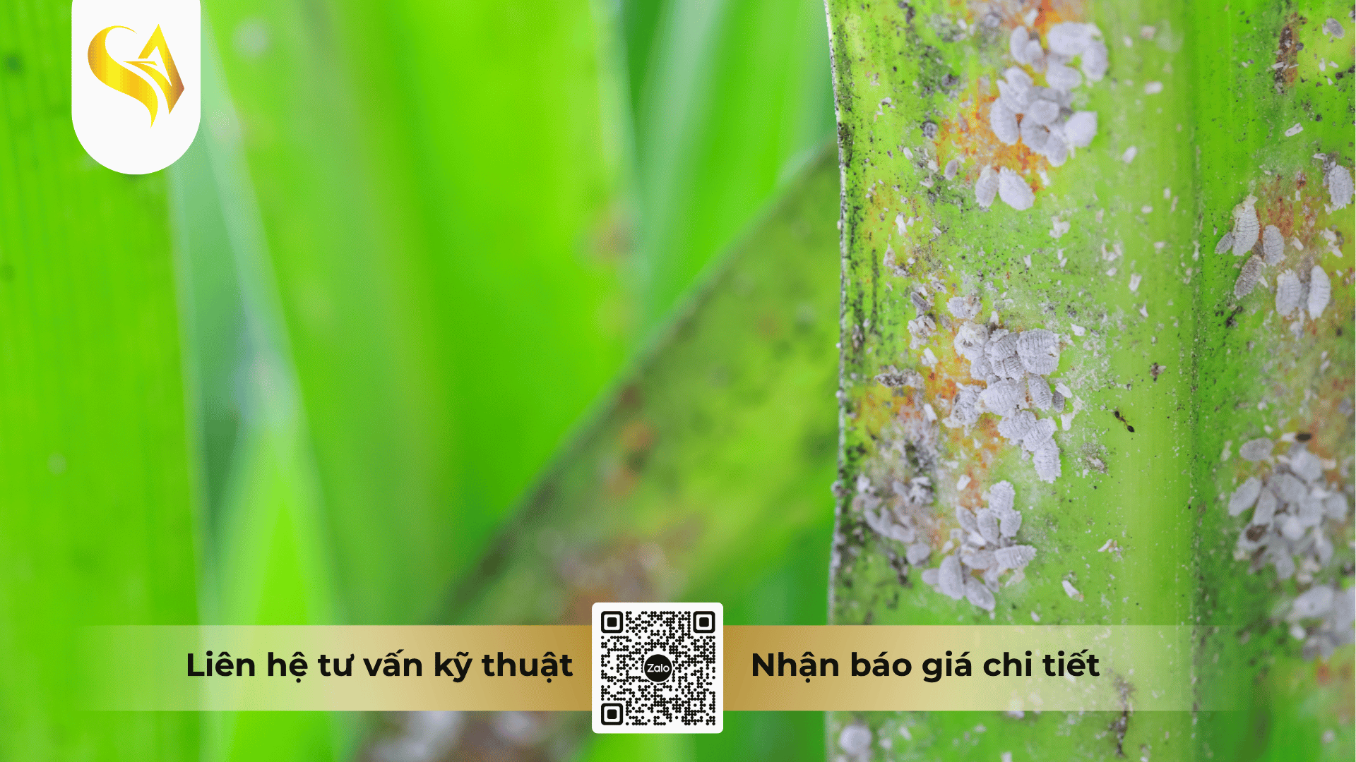 cac-cau-hoi-thuong-gap-ve-quan-ly-rep-sap.png