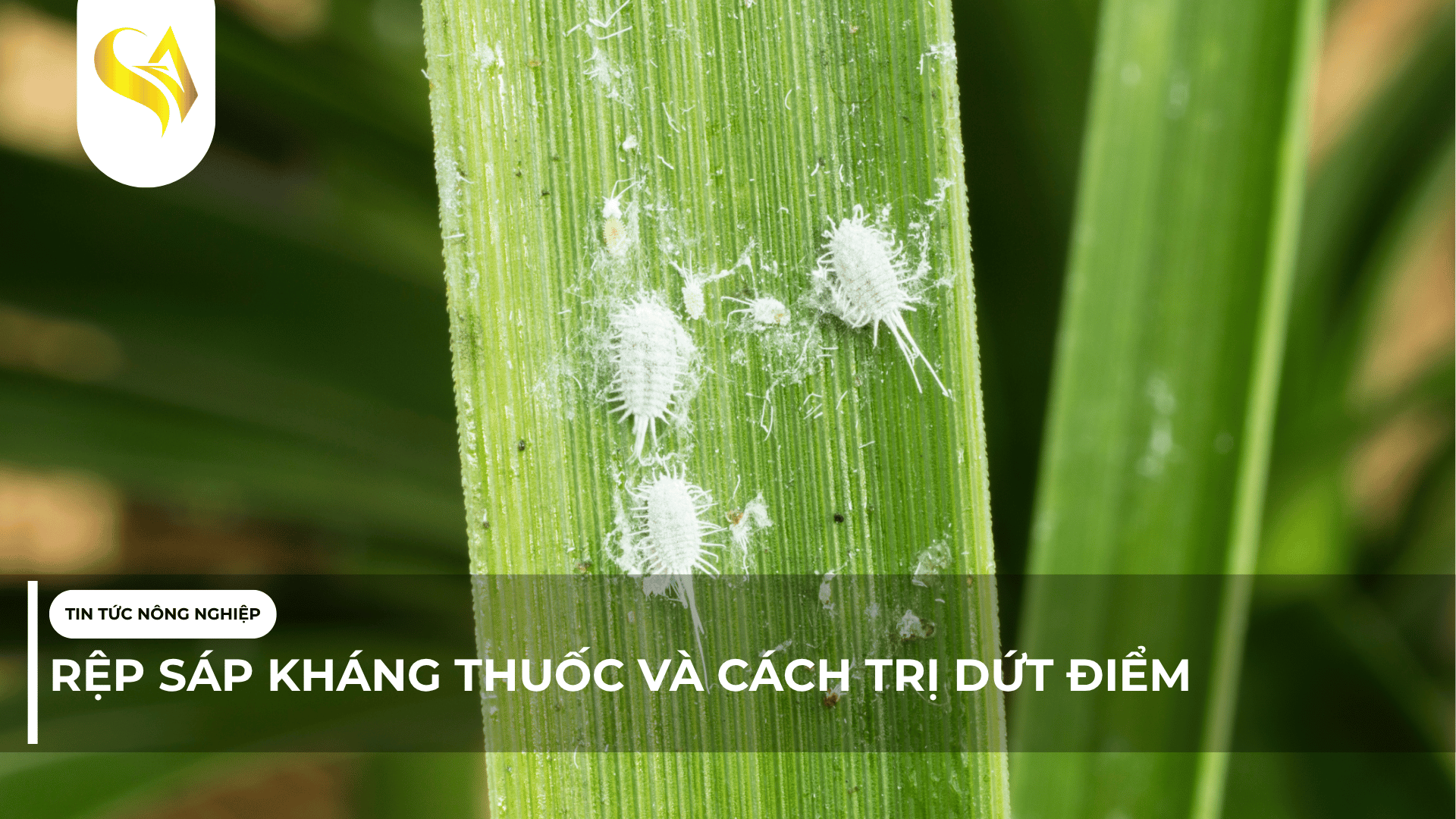 RỆP SÁP KHÁNG THUỐC VÀ CÁCH TRỊ DỨT ĐIỂM