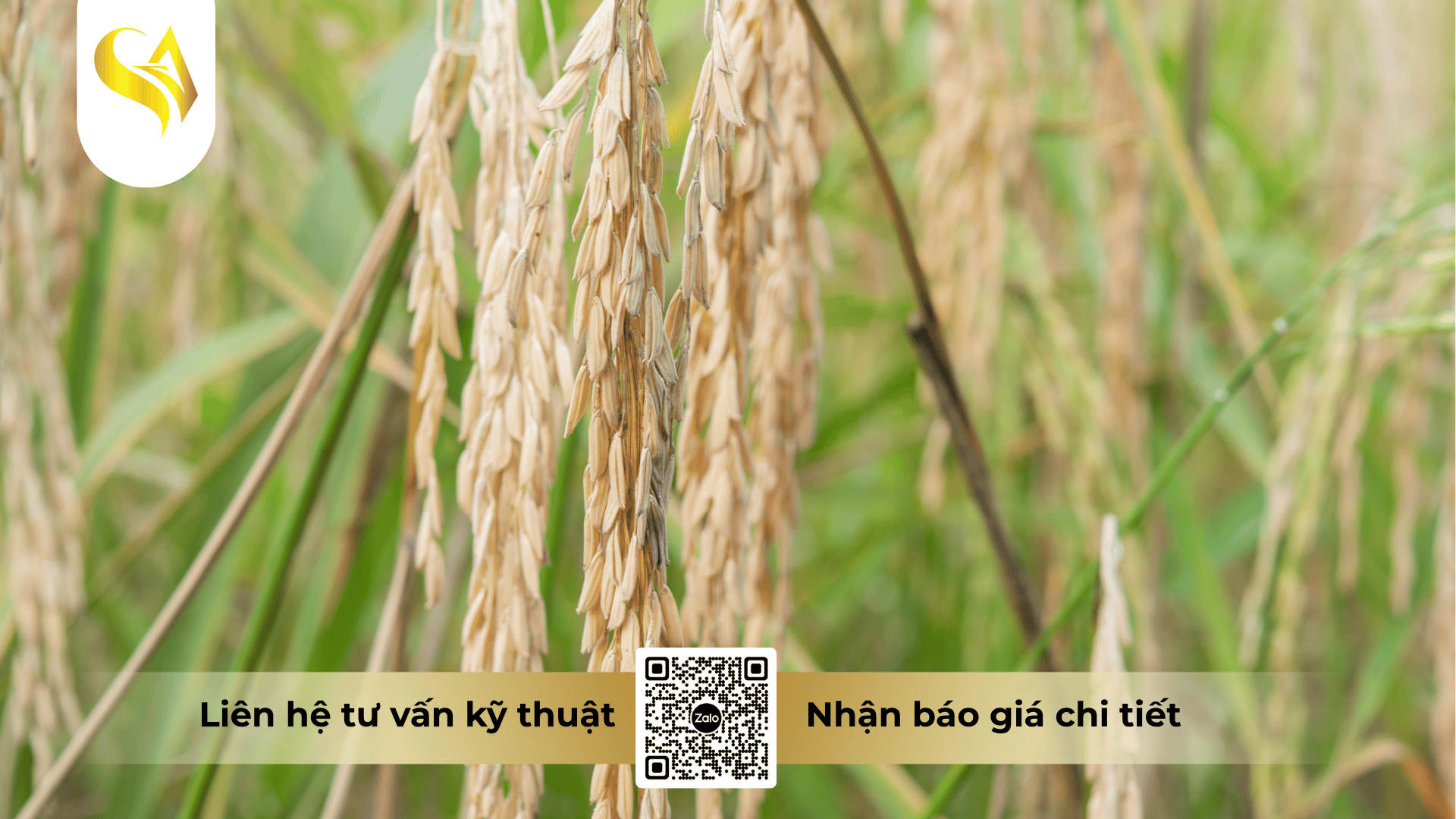 tam-quan-trong-cua-viec-phong-benh-cay-mua-mua.png