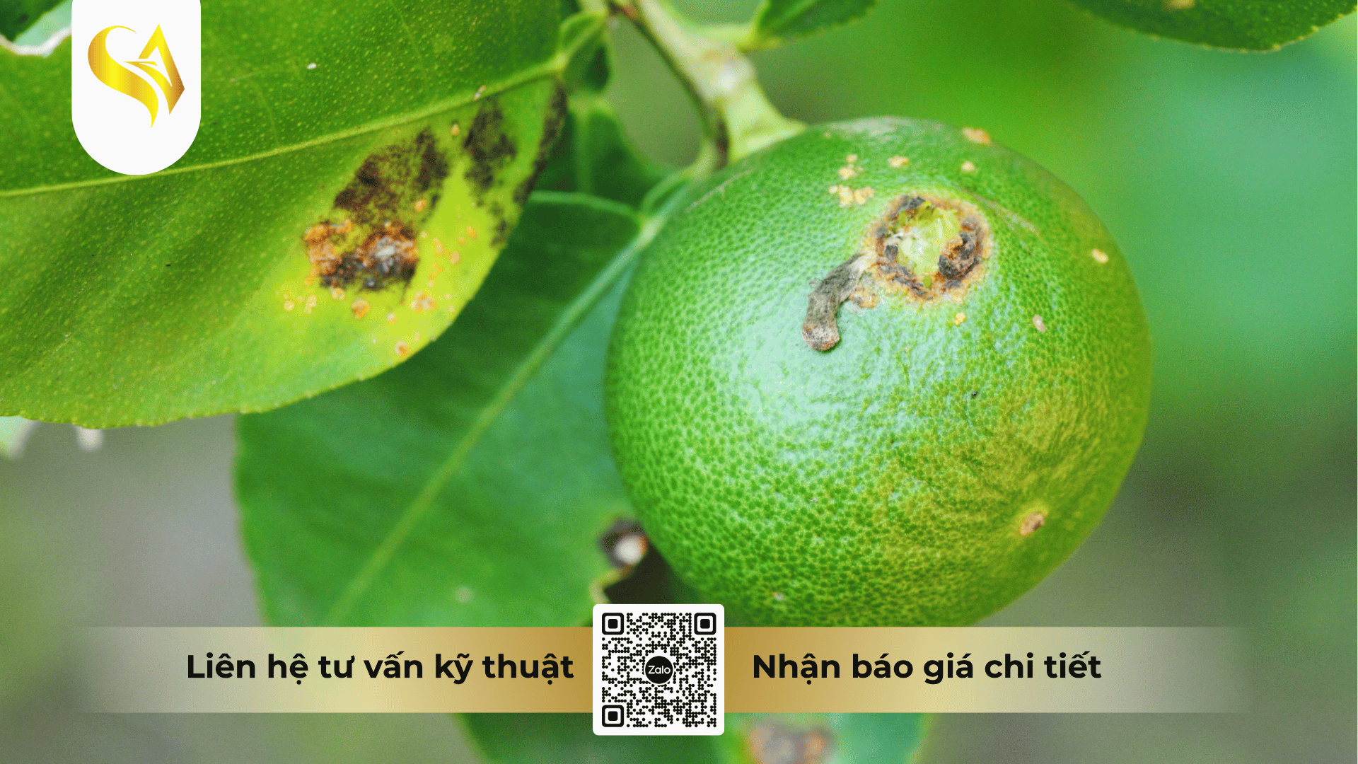 tang-de-khang-cho-cay-trong-bang-che-do-dinh-duong.png